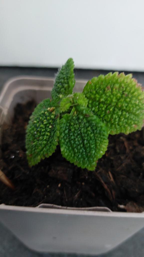 Pilea moon valley, Ophalen of Verzenden, Halfschaduw, Minder dan 100 cm