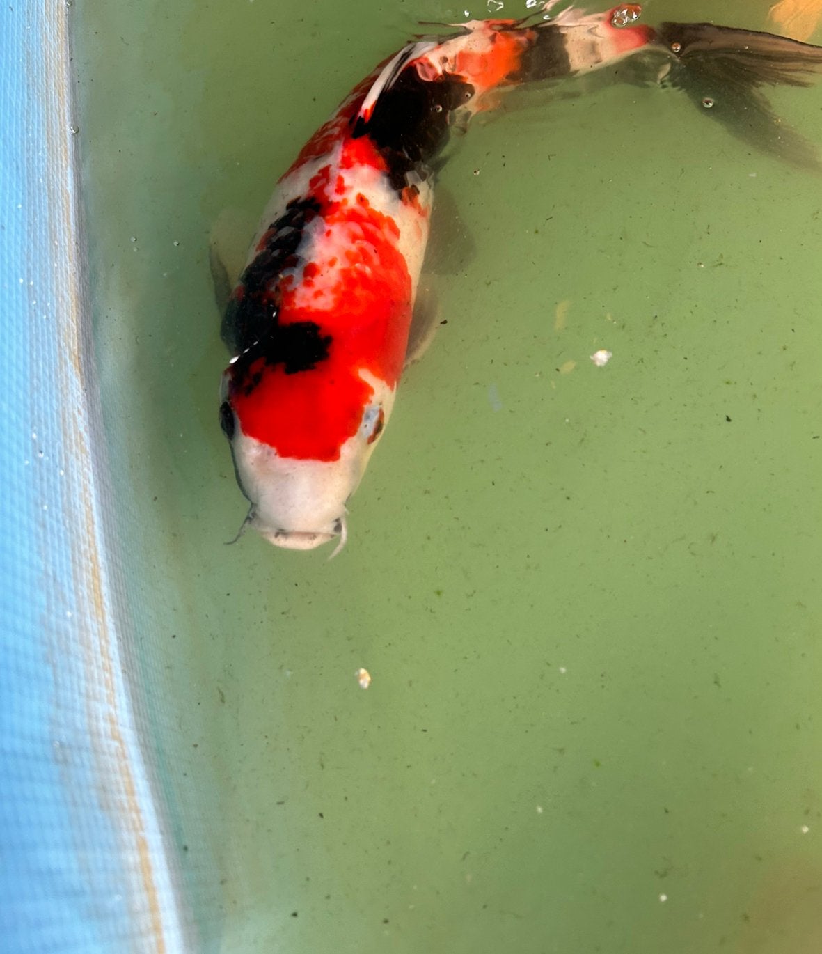 Sanke Koi 35cm, Karper of Koi