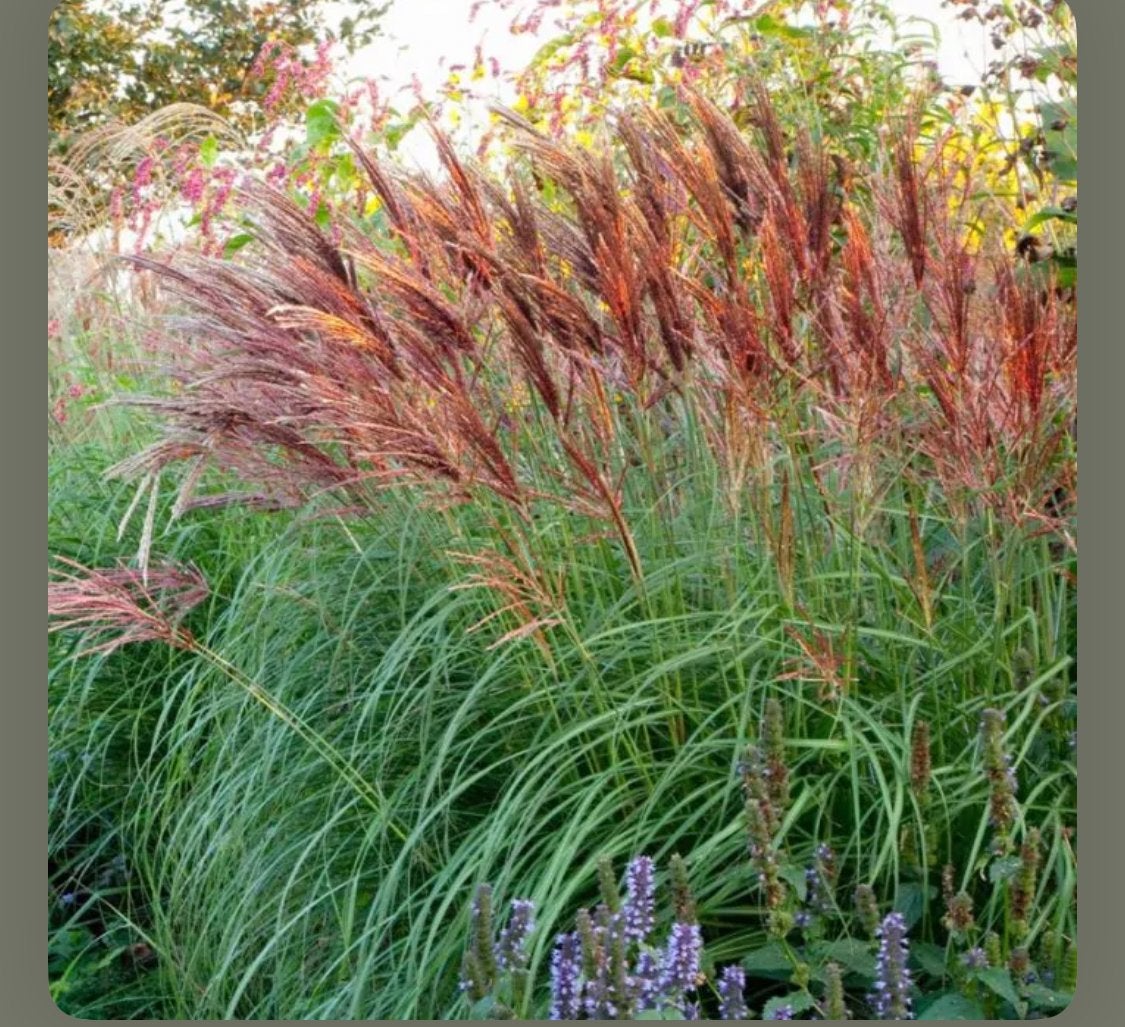 Miscantus “Red Chief”, Tuin en Terras, Planten | Tuinplanten, Ophalen of Verzenden, Volle zon