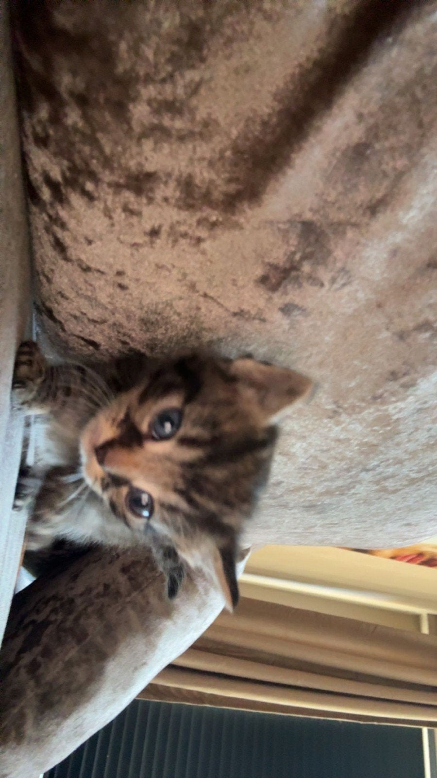 kittens mogen weg, Dieren en Toebehoren