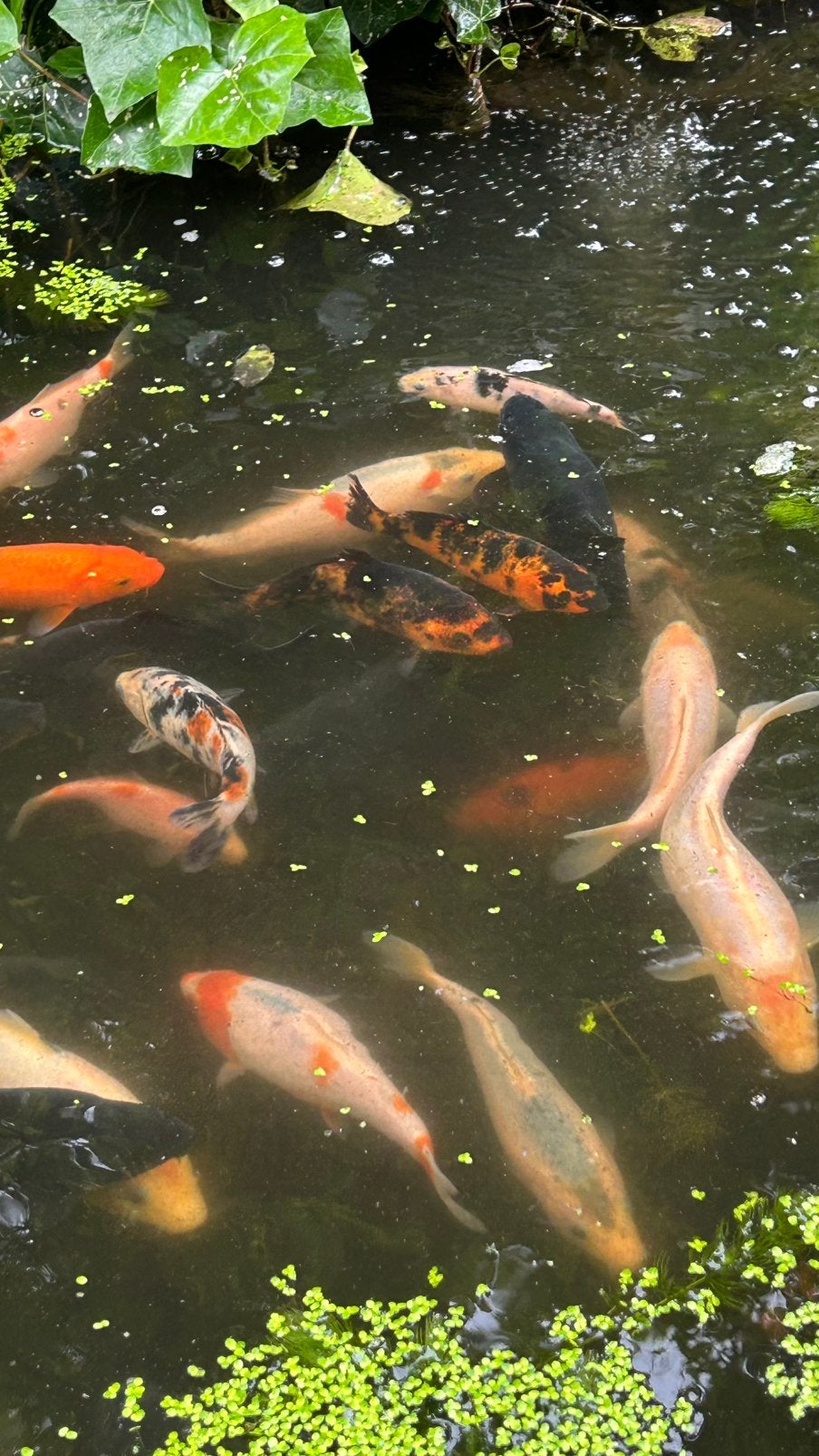 Koi karpers 15 tot 25 cm leuk voor vaderdag, Dieren en Toebehoren, Vissen | Vijvervissen, Karper of Koi
