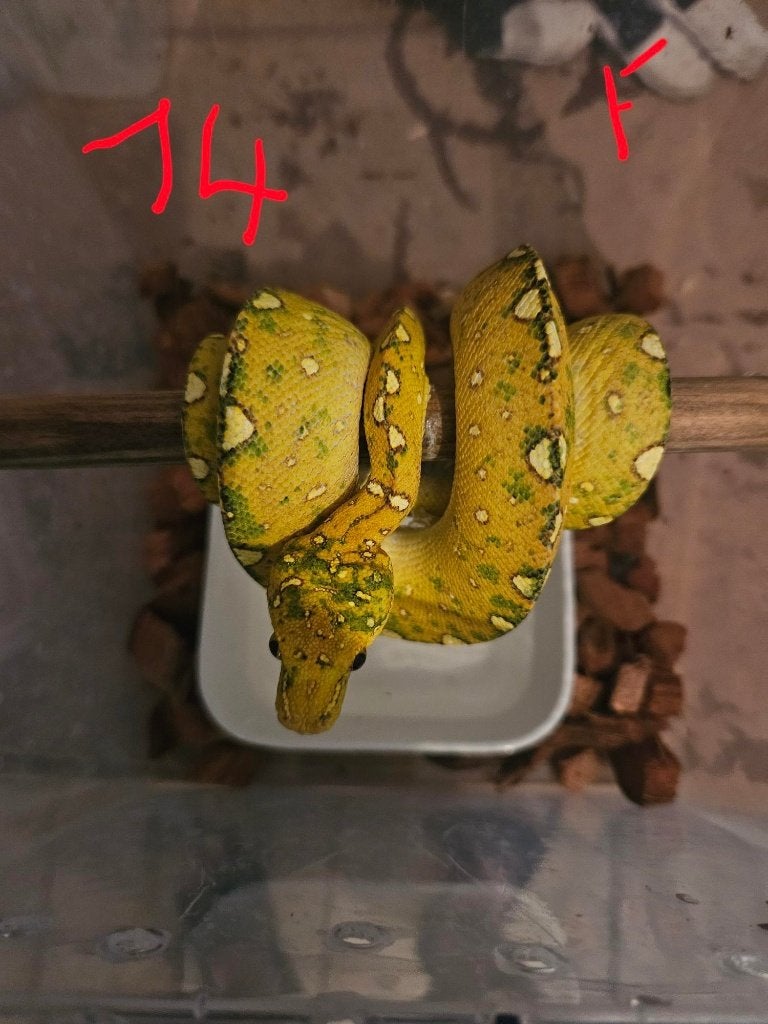 reservation pourSnakeday  Morelia viridis biak 04.10 Green Tree Python - unknown for sale from reptile900