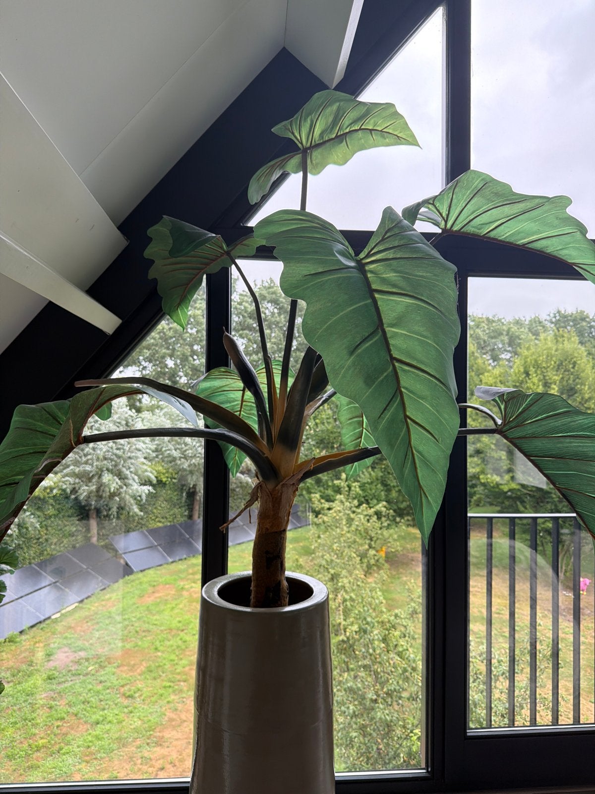Grote kamerplant, Ophalen, Overige soorten, Halfschaduw, In pot