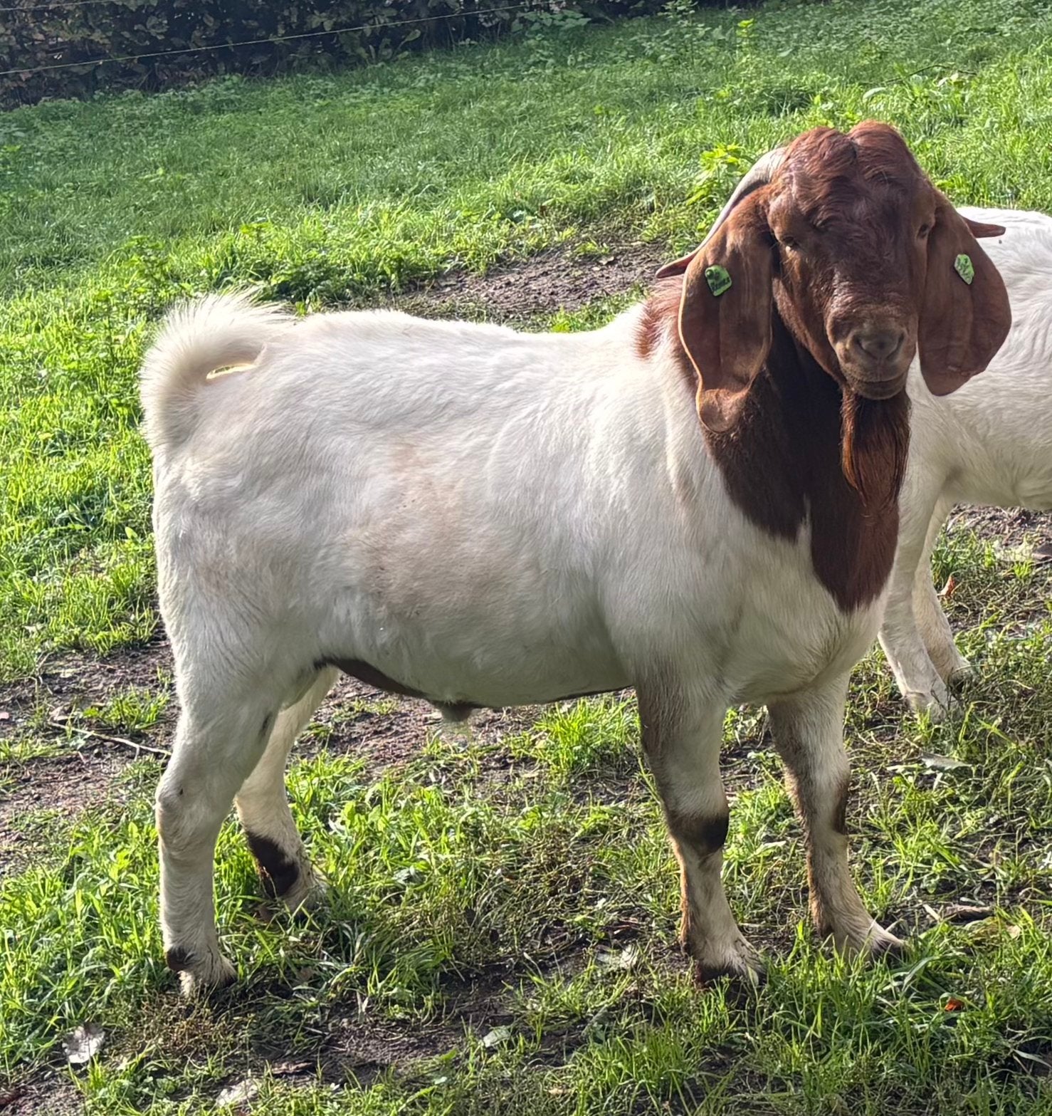 Boergeit bok dekbok boerbok boergeiten geit CAE / CL vrij, Mannelijk, Geit