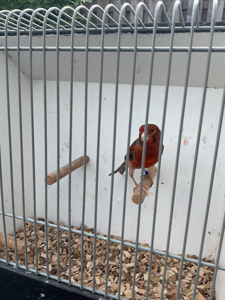 Harlekijn man, Dieren en Toebehoren, Vogels | Kanaries, Mannelijk