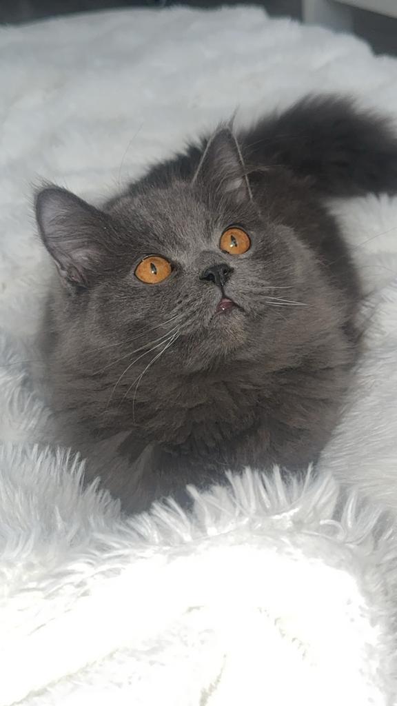 Brits langhaar, Dieren en Toebehoren, Kater, Langharig, 0 tot 2 jaar