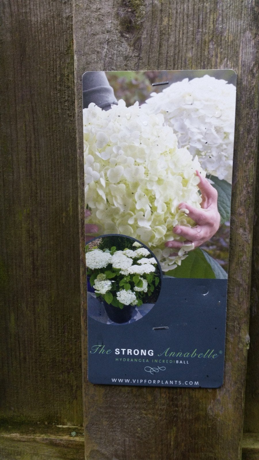 38 Strong Annabelle Hortensia's - Nu aanplanten!, Ophalen