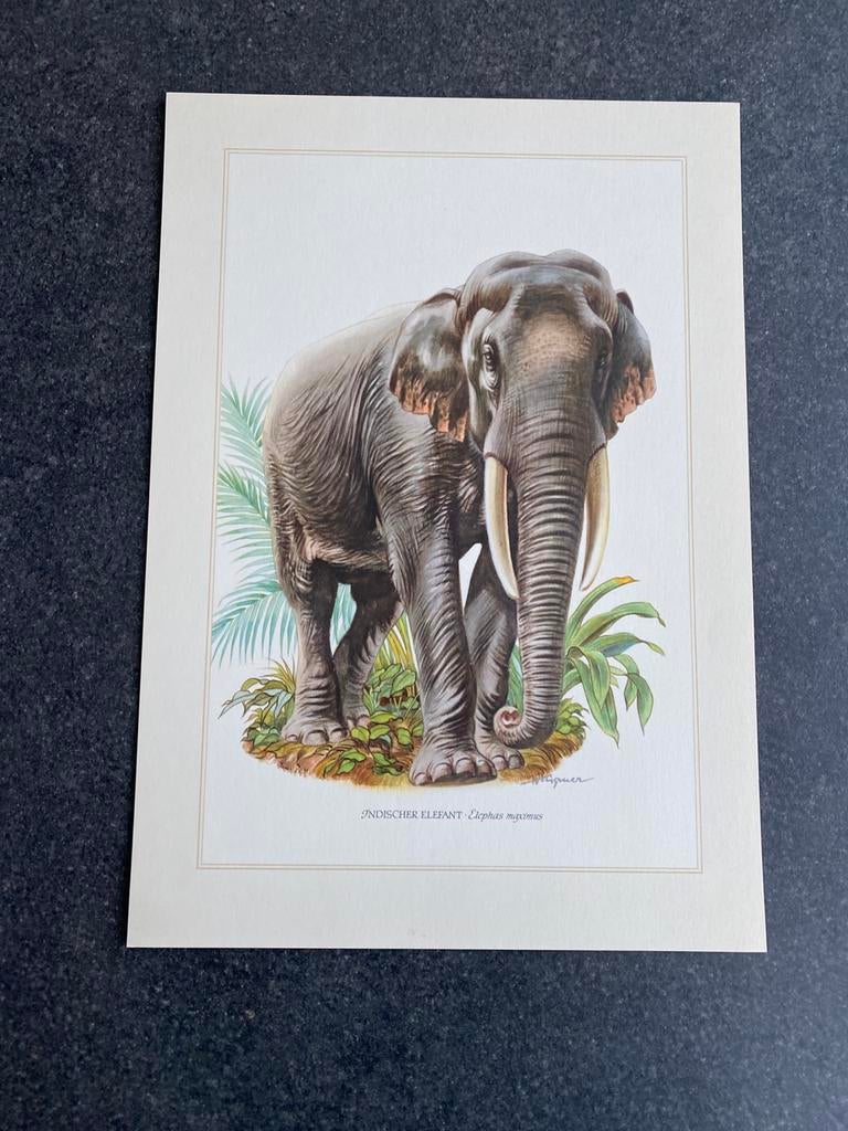9 prenten zoogdieren 19x27 cm samen 18 euro oa olifant, Antiek en Kunst, Ophalen of Verzenden, Natuur en Biologie