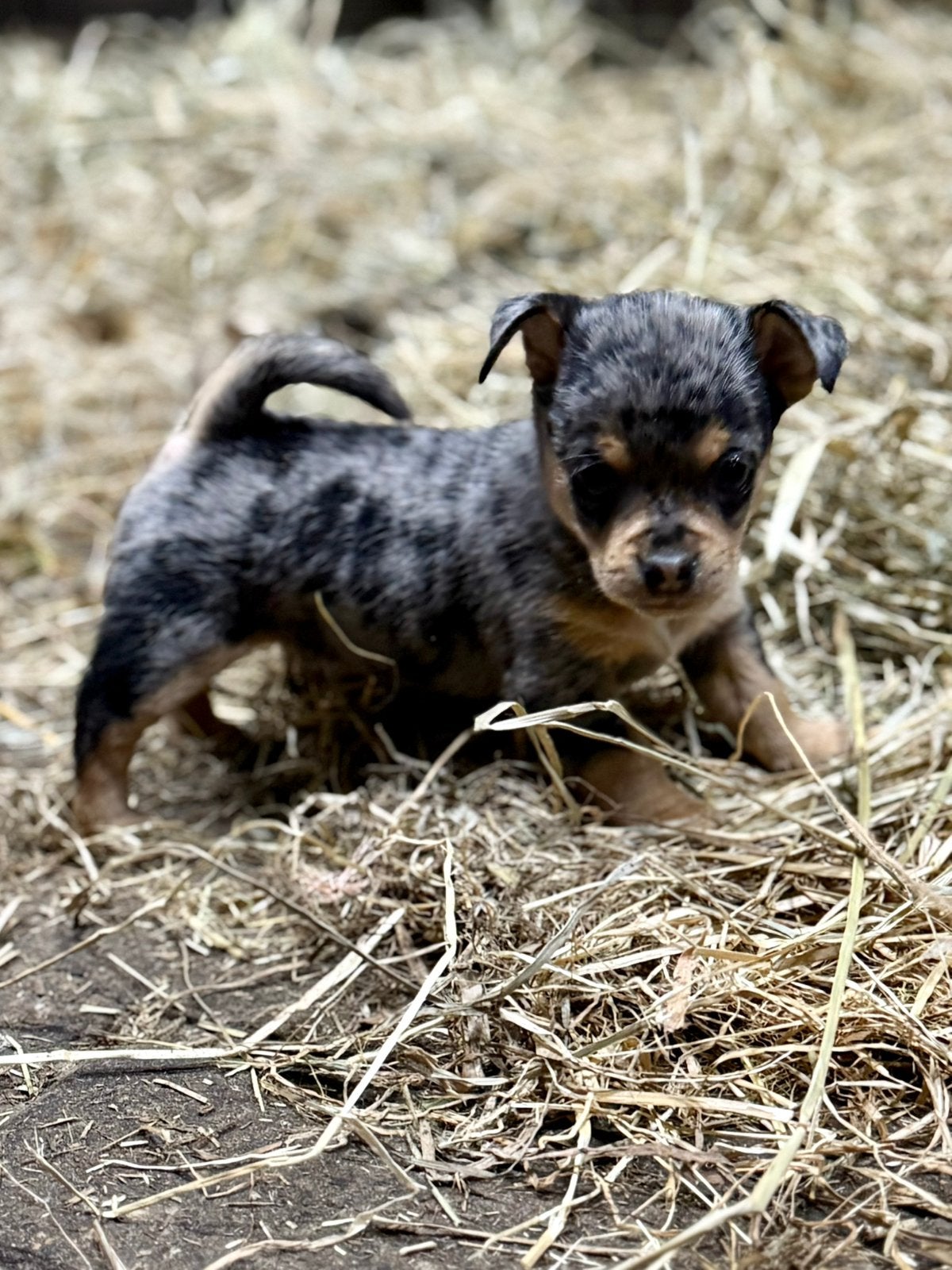 Hele lieve knappe puppy’s, Reu, 8 tot 15 weken, Meerdere, Chihuahua