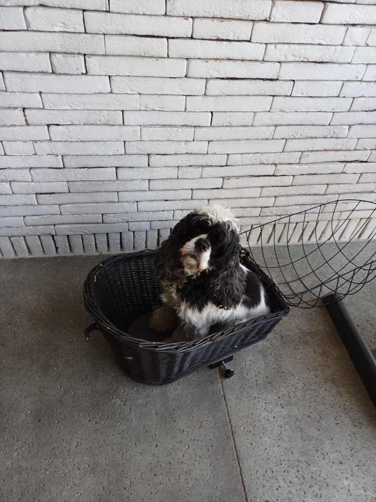 fietsenmand hond, Ophalen