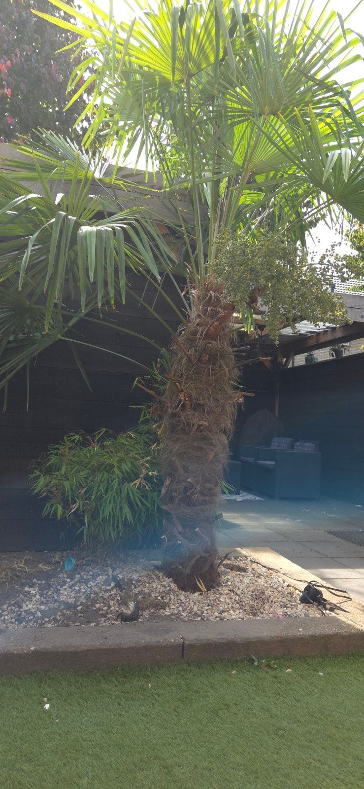 Grote palmboom voor tuin of terras, Volle zon, Vaste plant, Lente, Ophalen