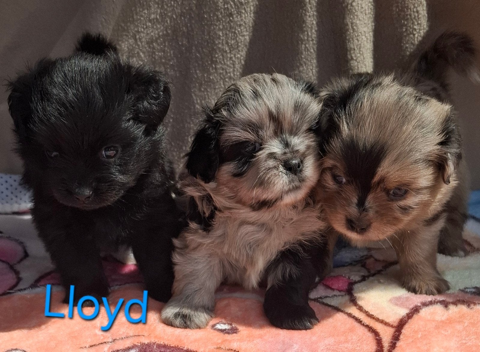 prachtige unieke Shiranian (F1) pups (Shih Tzu x pomeriaan), 8 tot 15 weken, Meerdere, Nederland, Particulier
