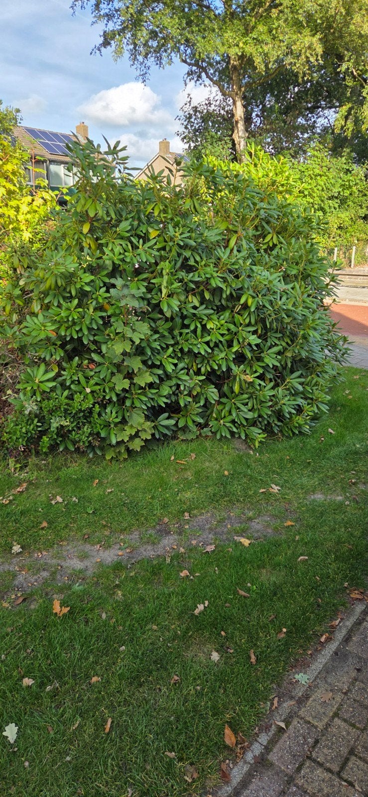 Grote Rhododendron struik, Ophalen, Rhododendron, Struik, 100 tot 250 cm