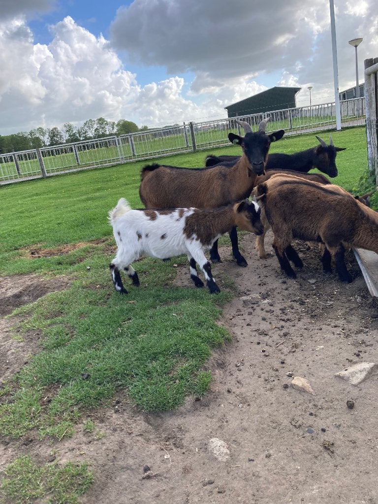 Te koop 2 prachtige dwerggeitjes, Dieren en Toebehoren, Schapen, Geiten en Varkens, Vrouwelijk, Geit, 0 tot 2 jaar