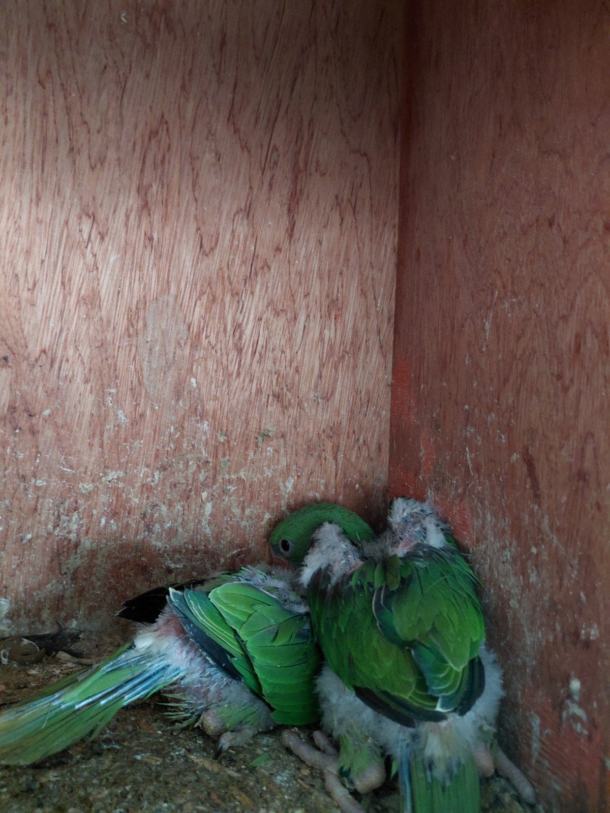 te koop div grote parkieten en rose collie lang bevederd, Dieren en Toebehoren, Vogels | Parkieten en Papegaaien, Meerdere dieren