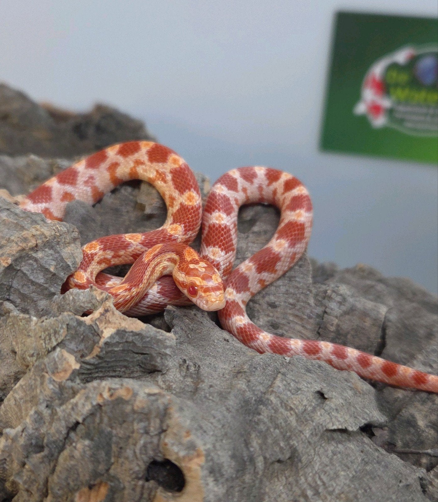 Rattenslang Rat Snake photo 2