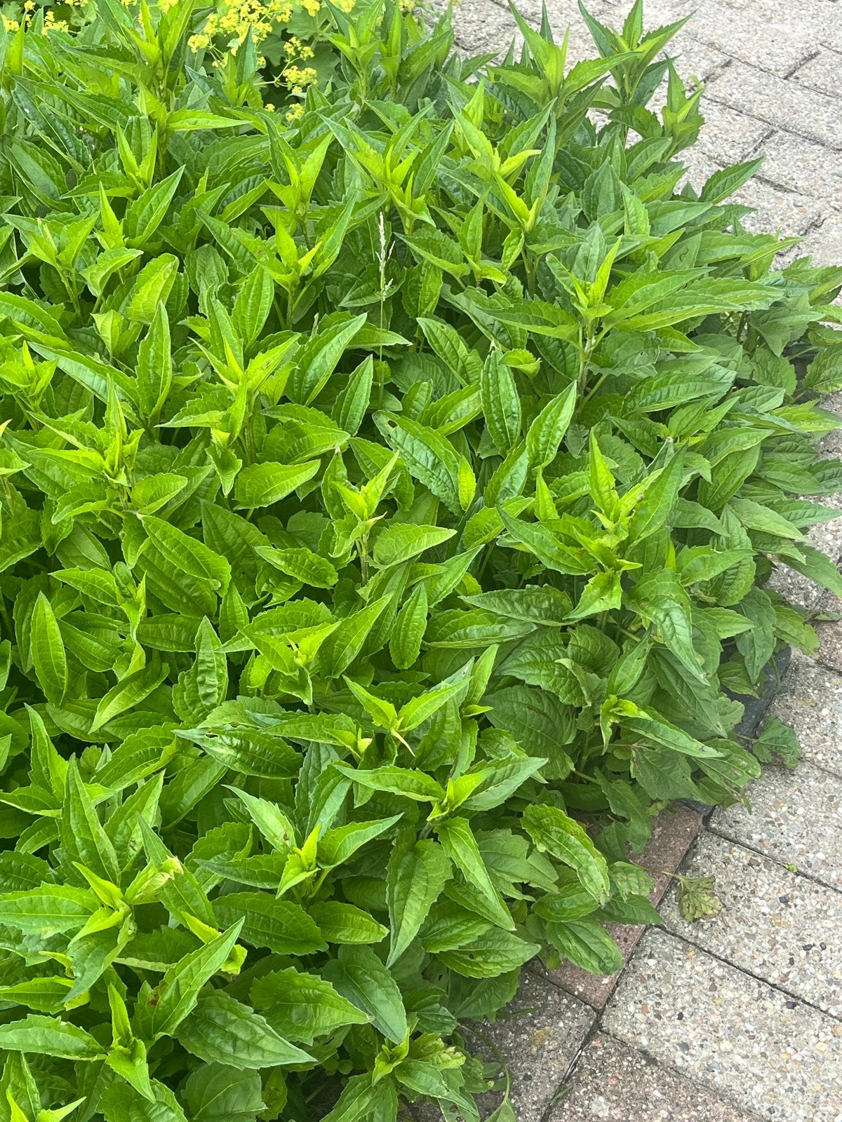 Gratis. Groene Bodembedekker - Ideaal voor Tuin en Border, Tuin en Terras, Bodembedekkers, Volle zon, Vaste plant, Ophalen of Verzenden