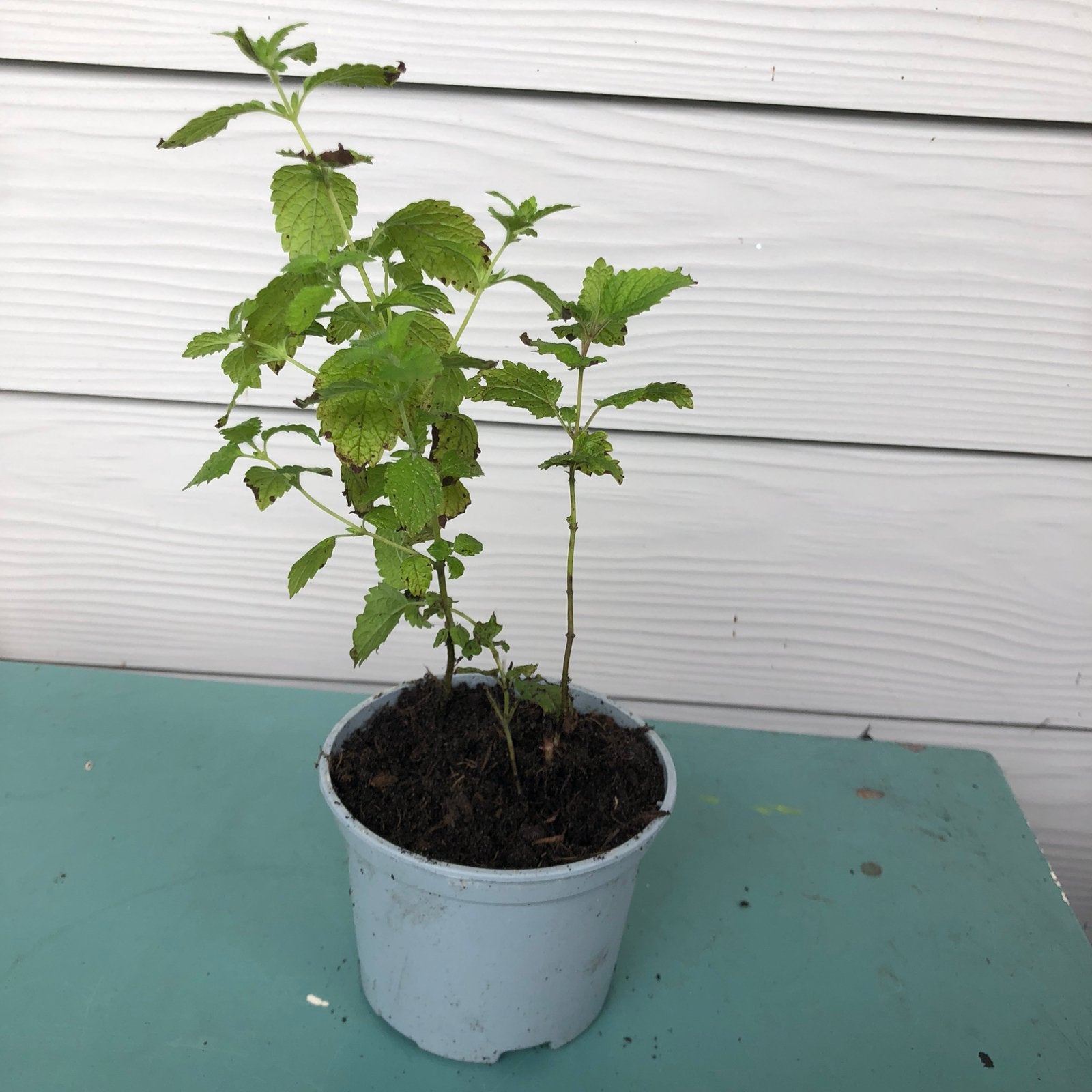 Citroenmelisse biologisch, Tuin en Terras, Planten | Tuinplanten, Ophalen, Eenjarig, Groenteplanten, Volle zon