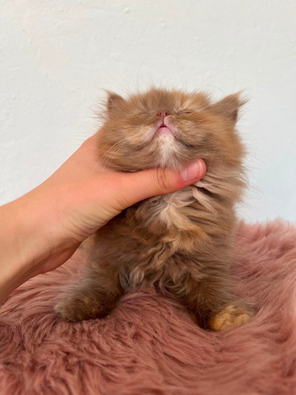 Foto 9 van Wij mogen verhuizen! Prachtige kittens met stamboom