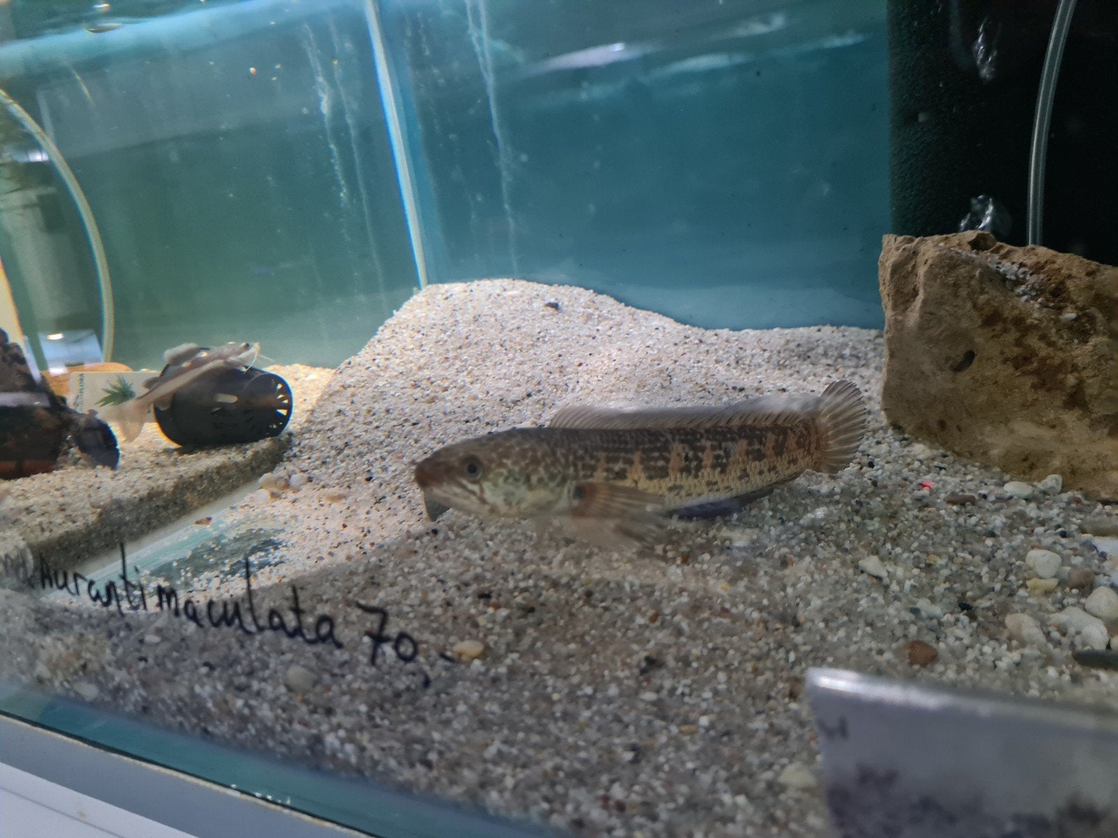 Channa Aurantimaculata, Slangenkopvis, Vis, Zoetwatervis