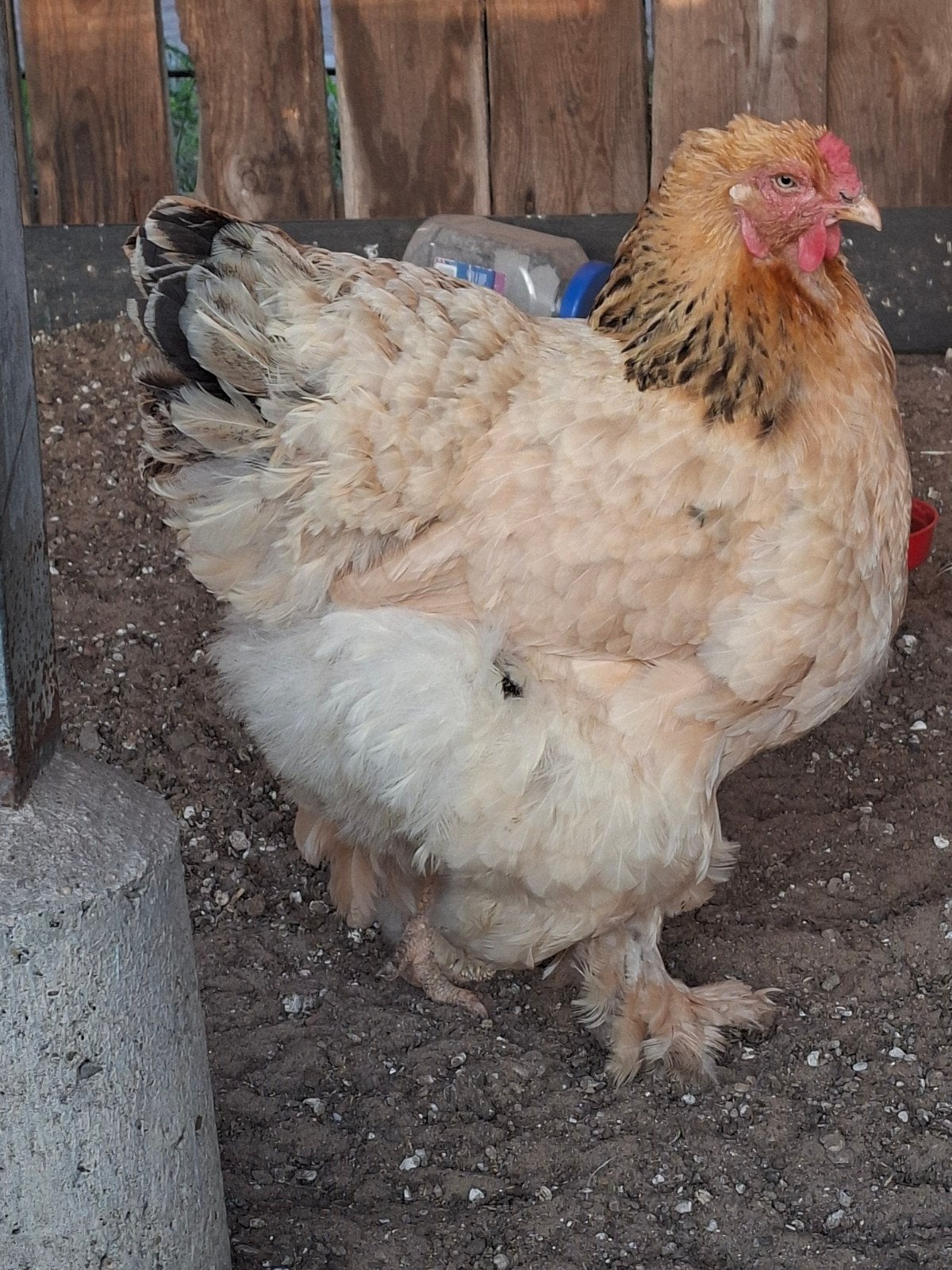 Mooie Brahma hen, Dieren en Toebehoren, Vrouwelijk, Kip