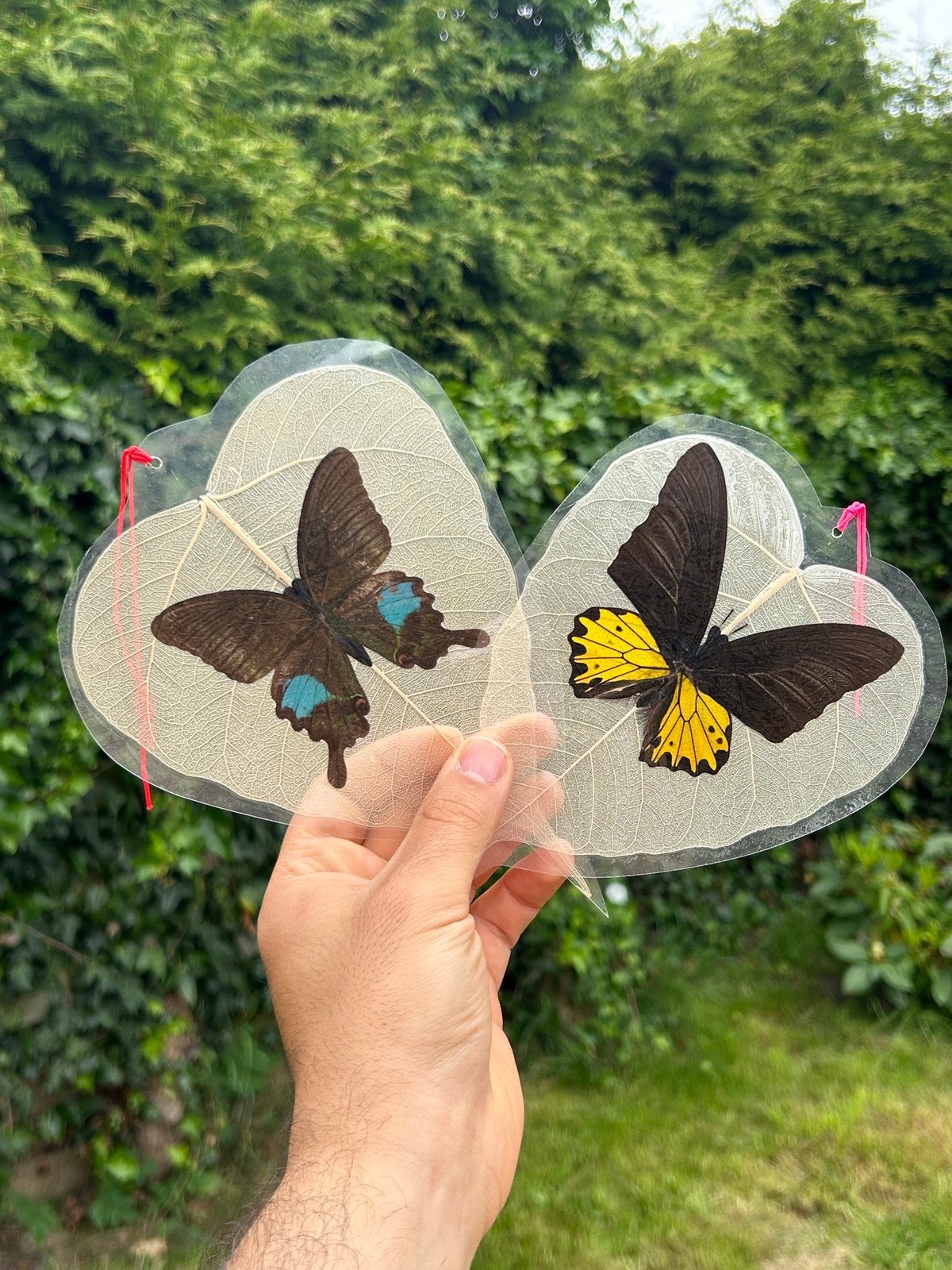 Echte vlinders geplastificeerd, Ophalen of Verzenden, Insect, Opgezet dier