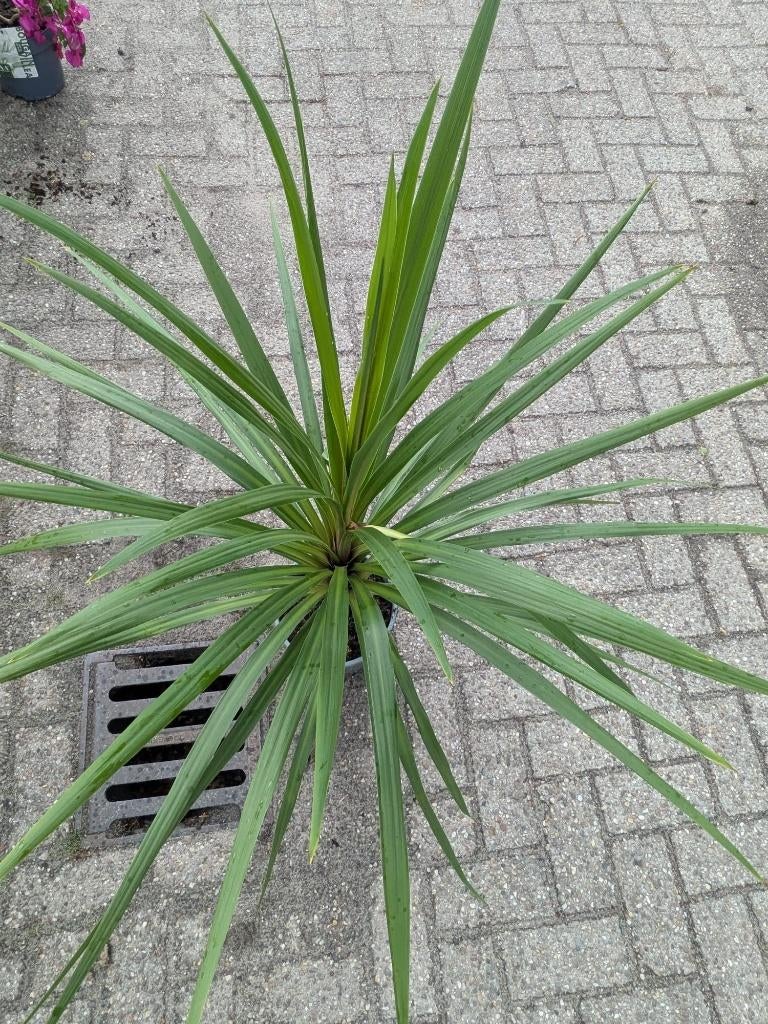 Cordyline indivisa ‘Peko’ – Tropische blikvanger (nog 4), Tuin en Terras, Planten | Tuinplanten, Ophalen, Vaste plant, Siergrassen