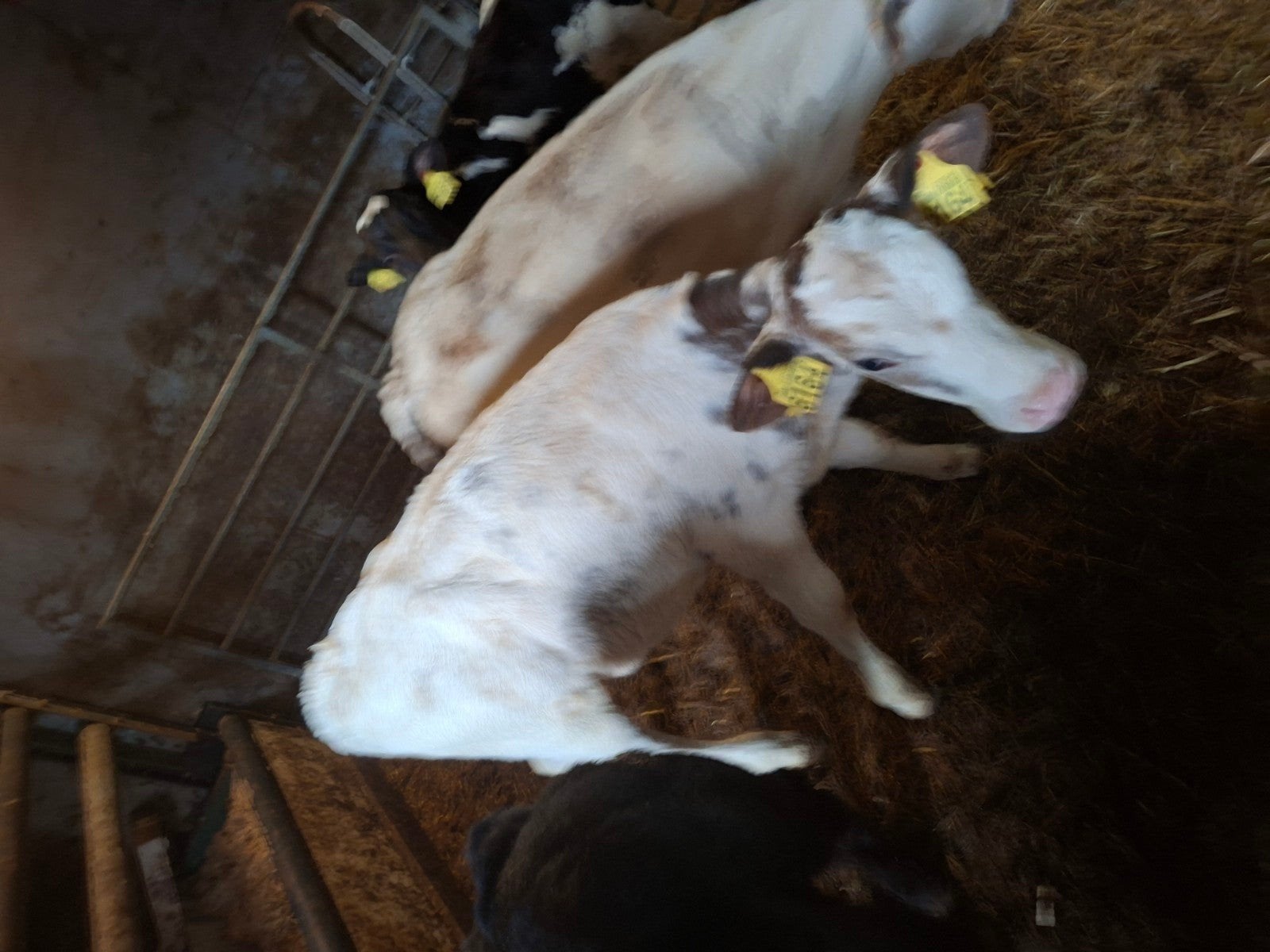 Te koop blauwe kalveren, Vrouwelijk