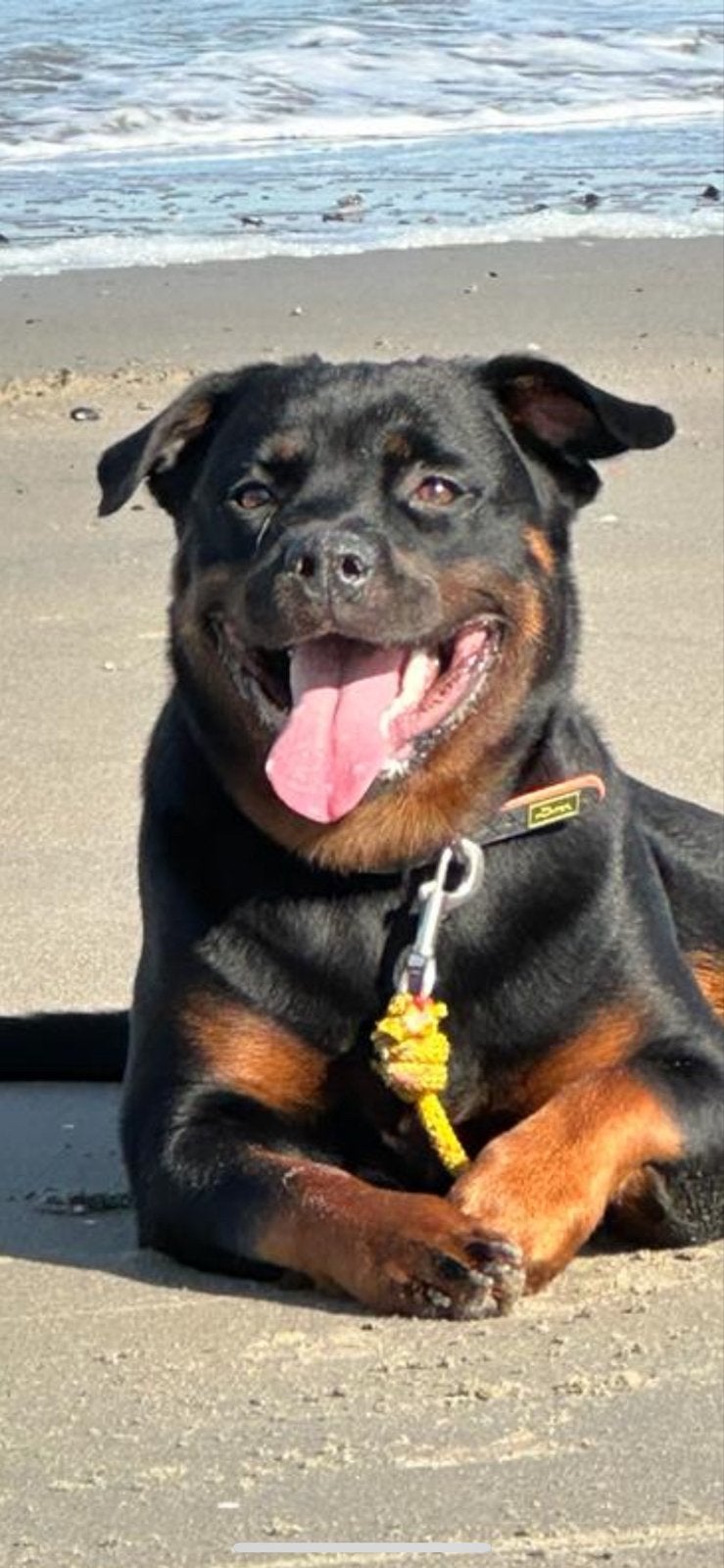 Ter overname Bella het rottweiler meisje, Teef, Groot, Eén hond, CDV (hondenziekte)