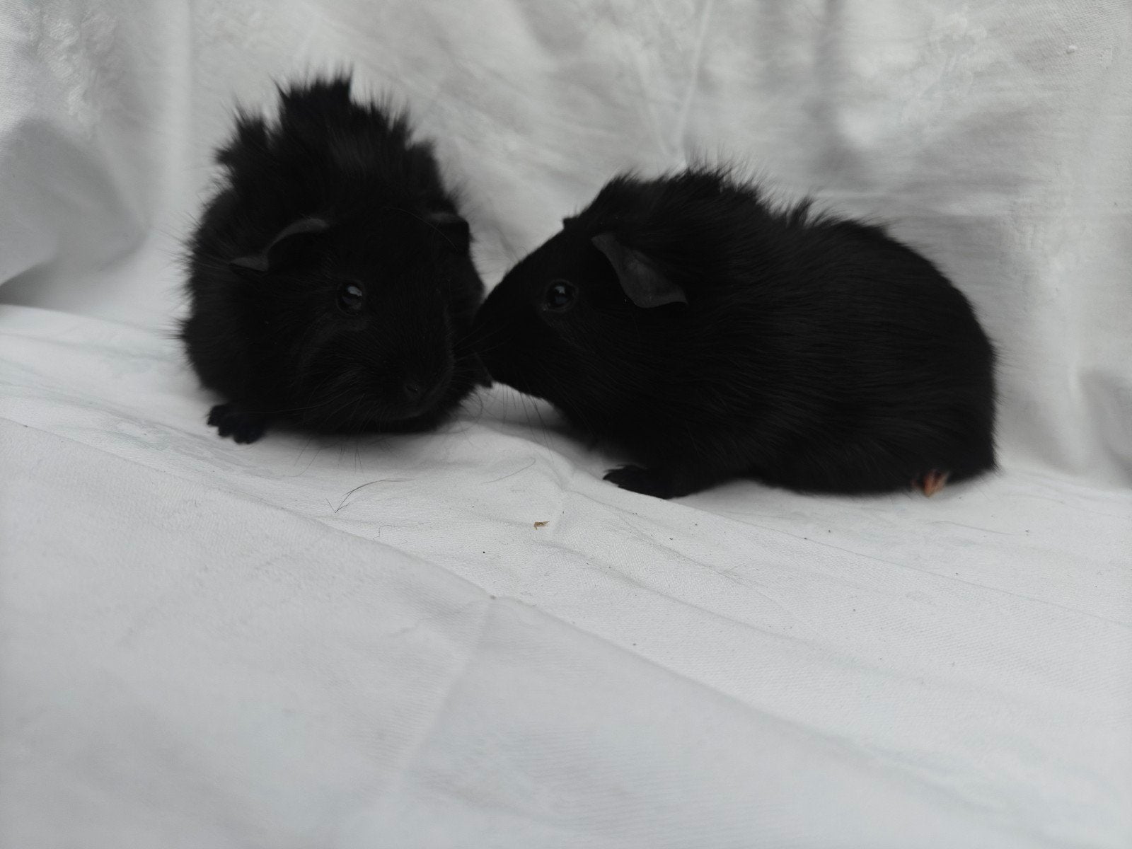 Cavia jongen 2 zusjes Kruising US Teddy/Ruwhaar, Dieren en Toebehoren, Knaagdieren, Cavia, Juni, Vrouwelijk, Tam