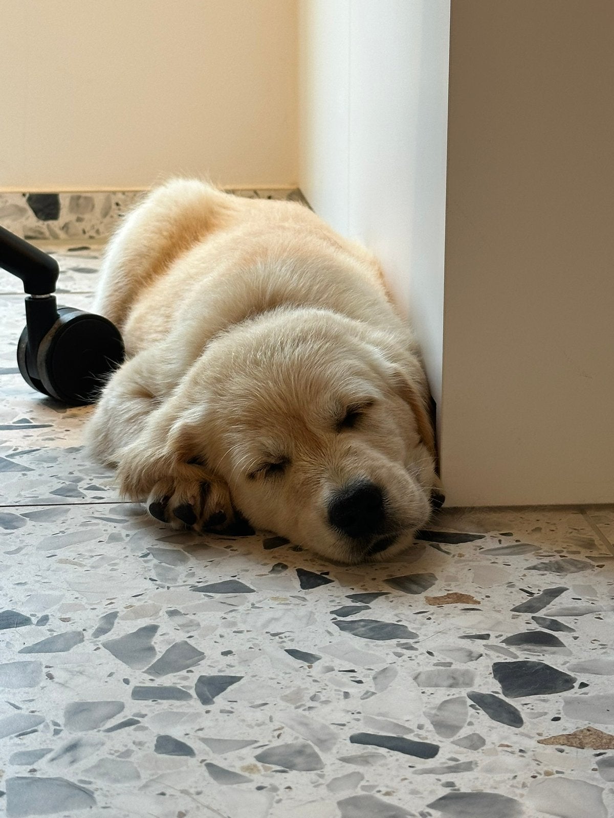 Golden retriever pups - particulier, Dieren en Toebehoren, Golden retriever, België, Particulier, Meerdere