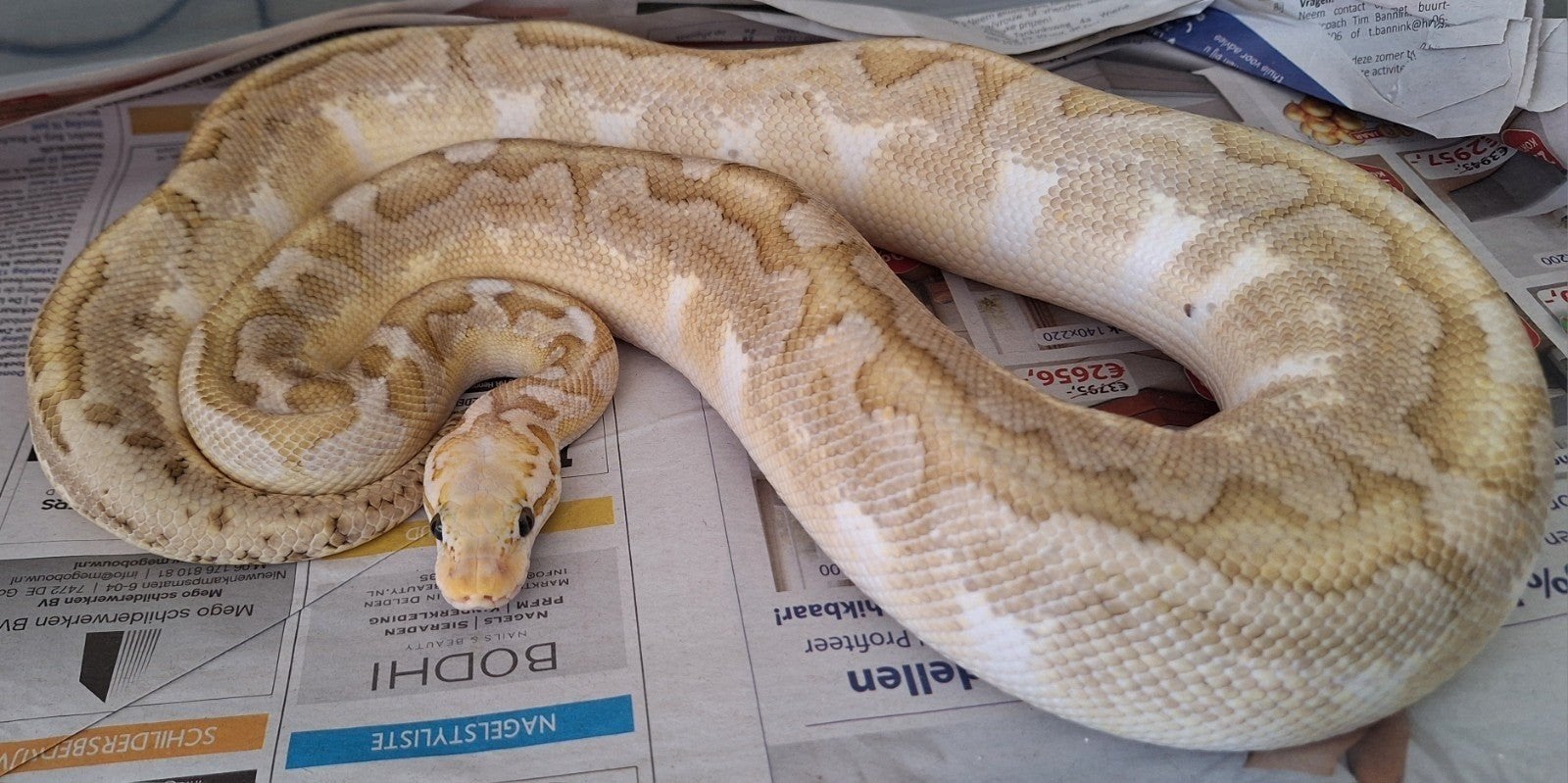 bamboo spotnose pastel 100%het clown Ball Python photo 7