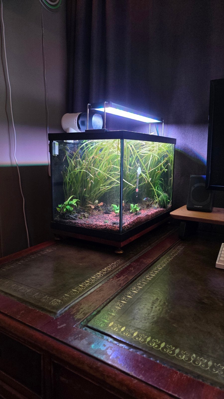 50L aquarium met visjes en garnaaltjes, Ophalen, Inclusief vissen, Gebruikt, Gevuld zoetwateraquarium
