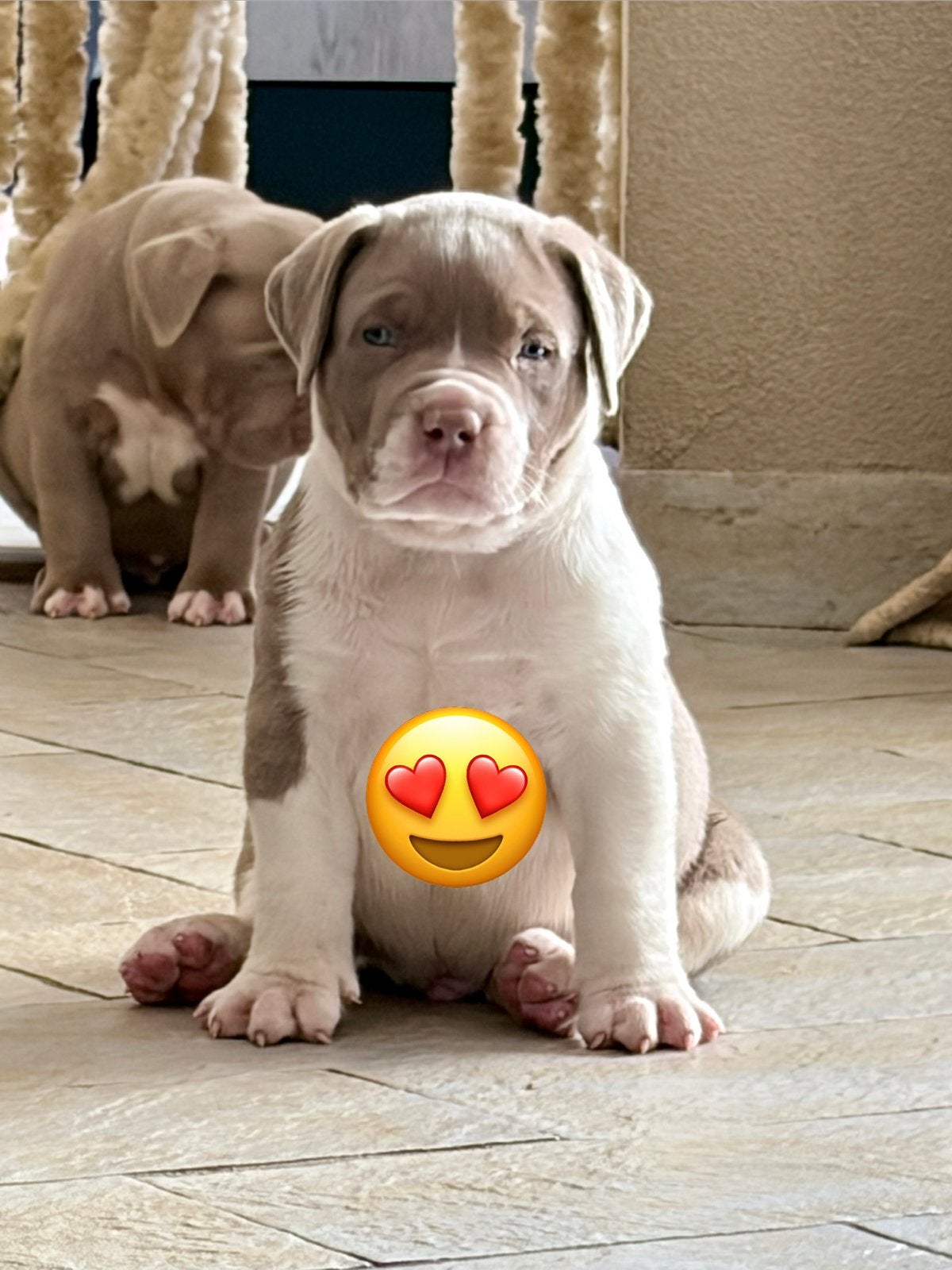 American bully xl pups olmost soldout be fast!!!!🦍, Dieren en Toebehoren, Honden | Bulldogs, Pinschers en Molossers, Parvo, Overige rassen