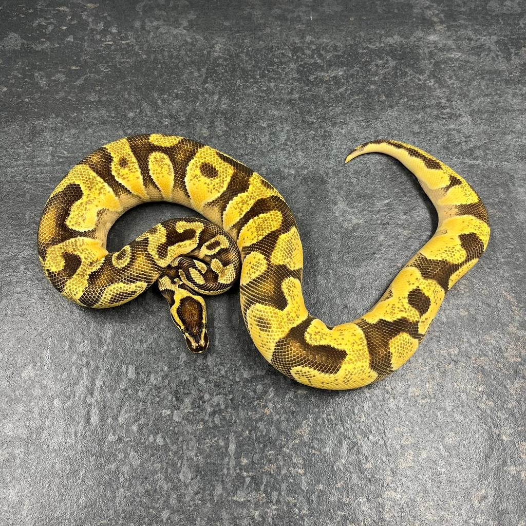 1.0 Enchi OD YB 100% dh DG Clown, Ball Python, Koningspython, Slang, 0 tot 2 jaar