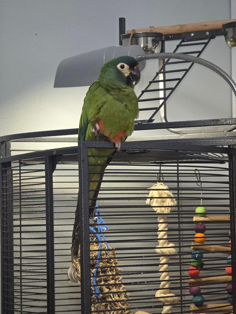 Ara macarana, Dieren en Toebehoren, Vogels | Parkieten en Papegaaien, Vrouwelijk, Papegaai