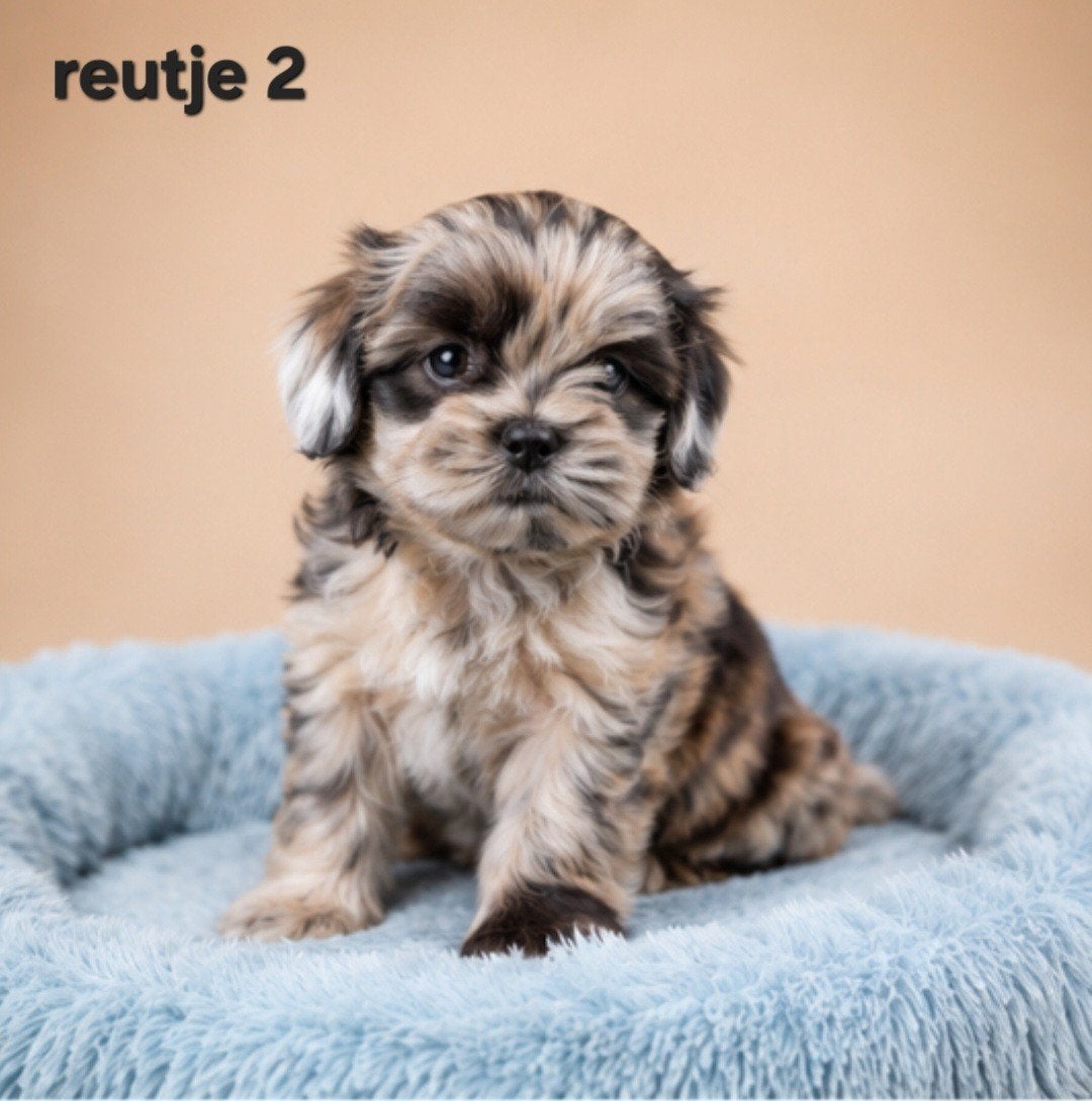 Mooie gezonde boomer pups. Maltezer maal shih tzu, Parvo, Overige rassen, 8 tot 15 weken, Meerdere