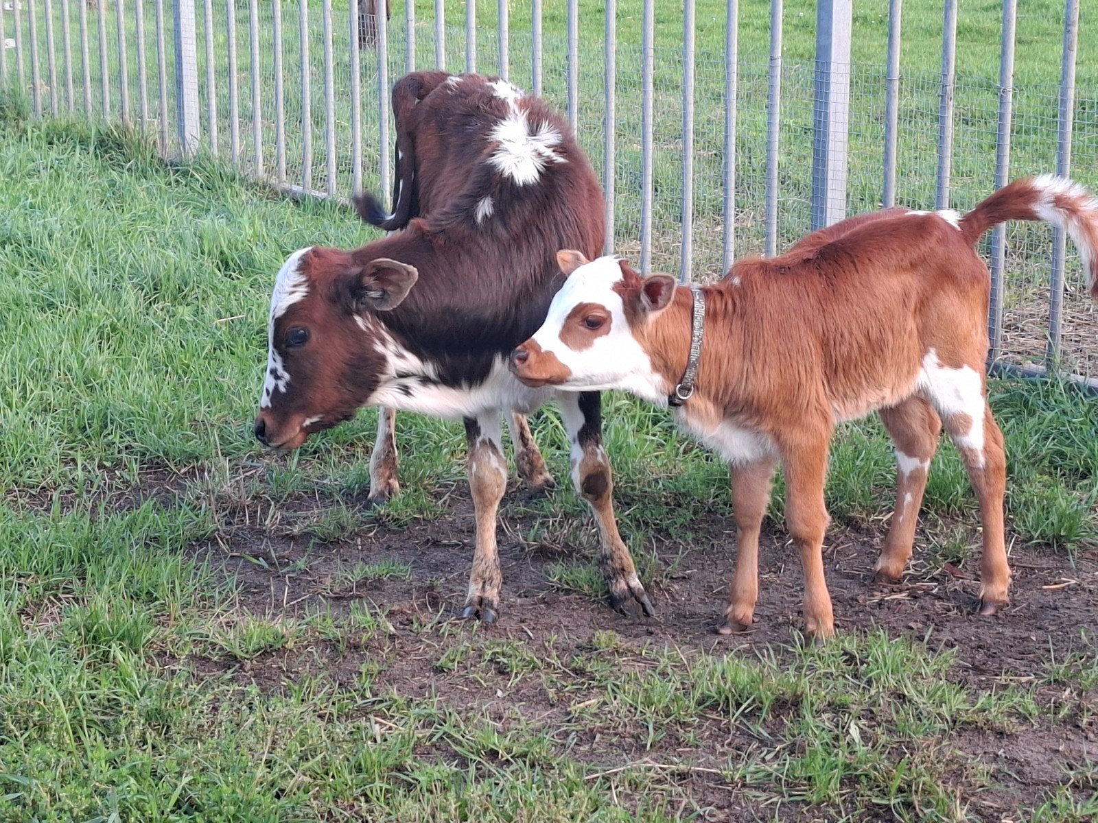 mini zeboe kalfjes, Meerdere dieren, 0 tot 2 jaar