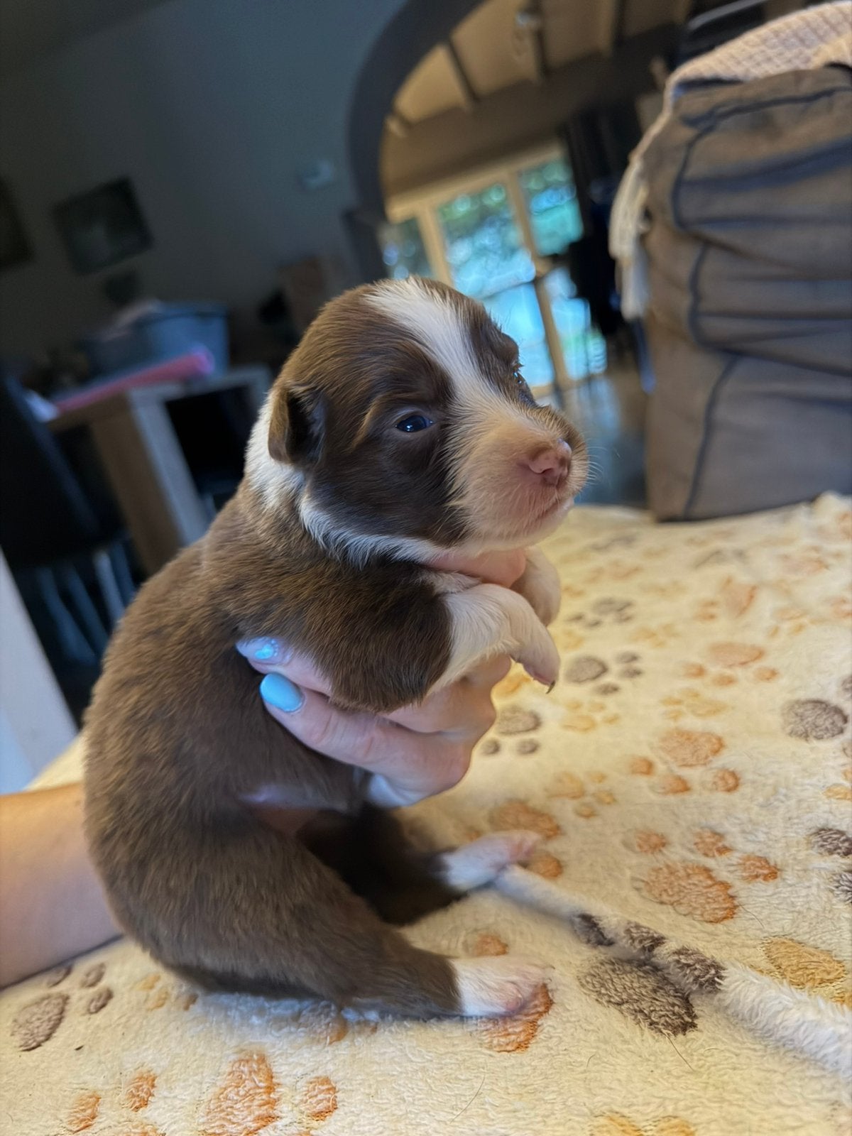 Australische herder aussie pups, Dieren en Toebehoren, België, Particulier, 8 tot 15 weken, Meerdere
