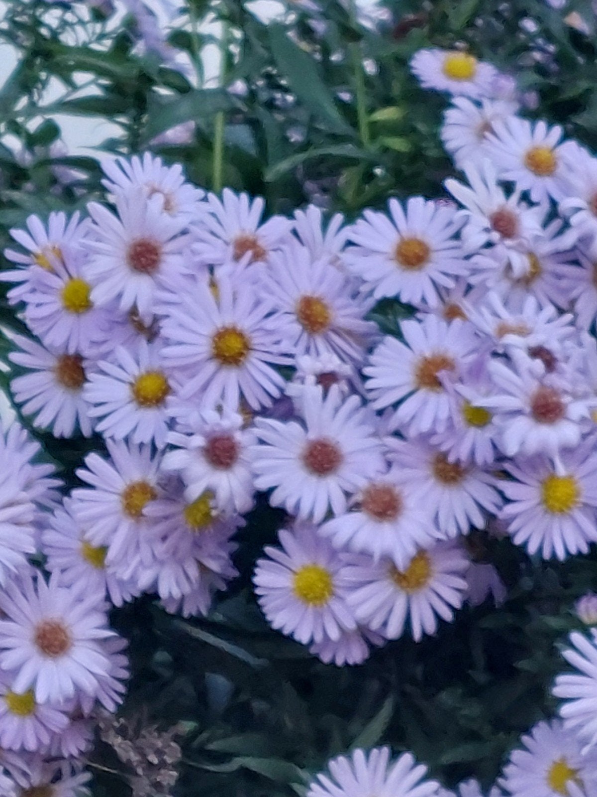 Herfstaster hoog, Tuin en Terras, Vaste plant, Halfschaduw, Herfst, Ophalen