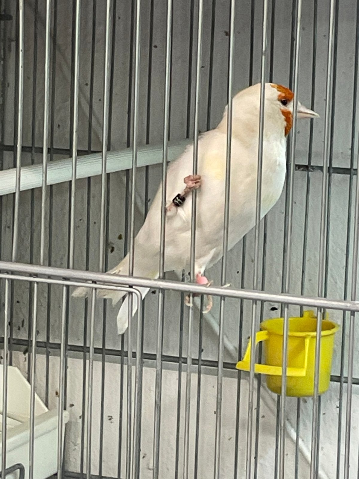 Majoor putter Isabel pastel, Dieren en Toebehoren, Vogels | Overige Vogels, Vrouwelijk, Wildzangvogel, Geringd