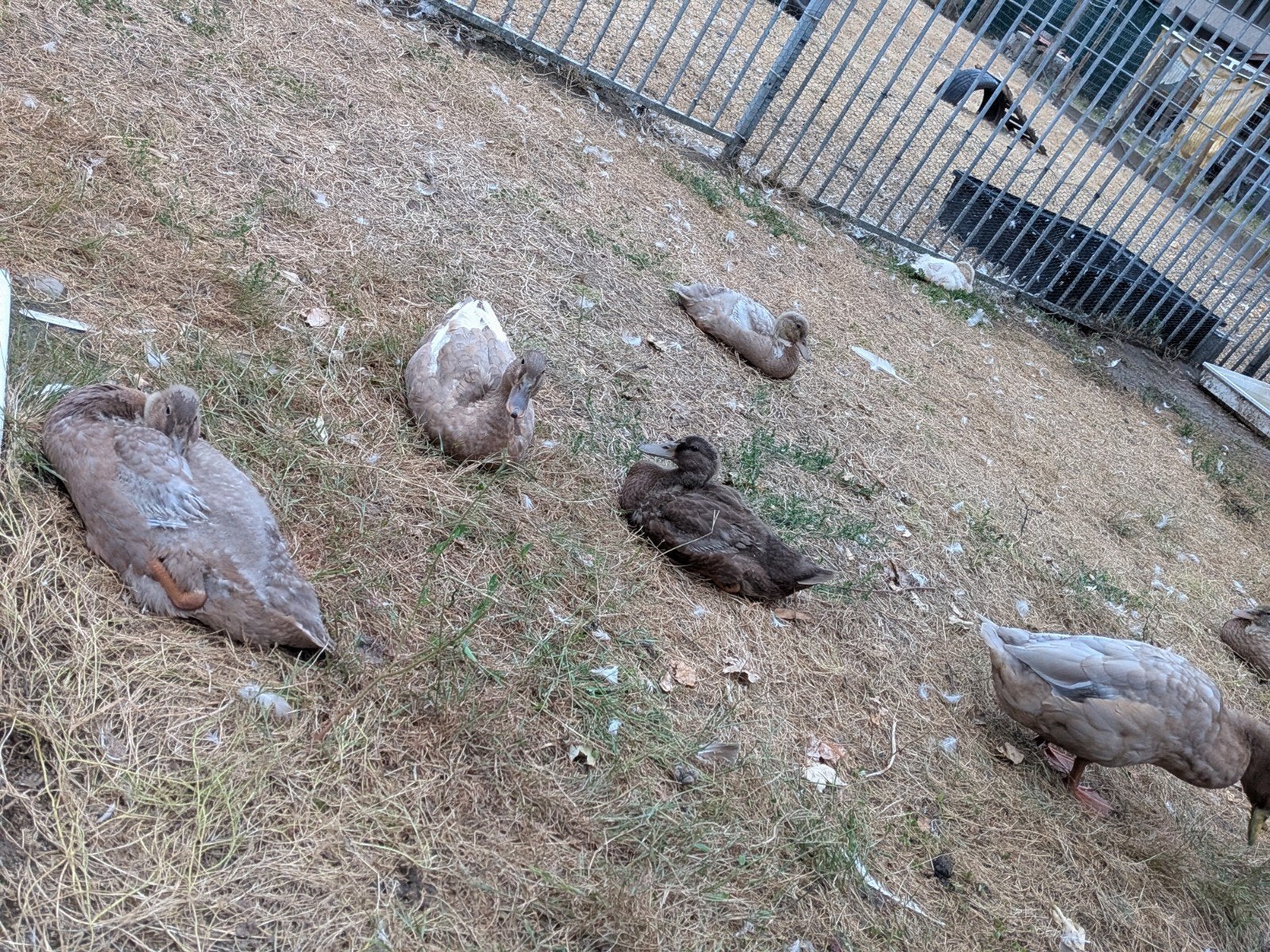 Eend, Dieren en Toebehoren, Pluimvee, Meerdere dieren, Eend