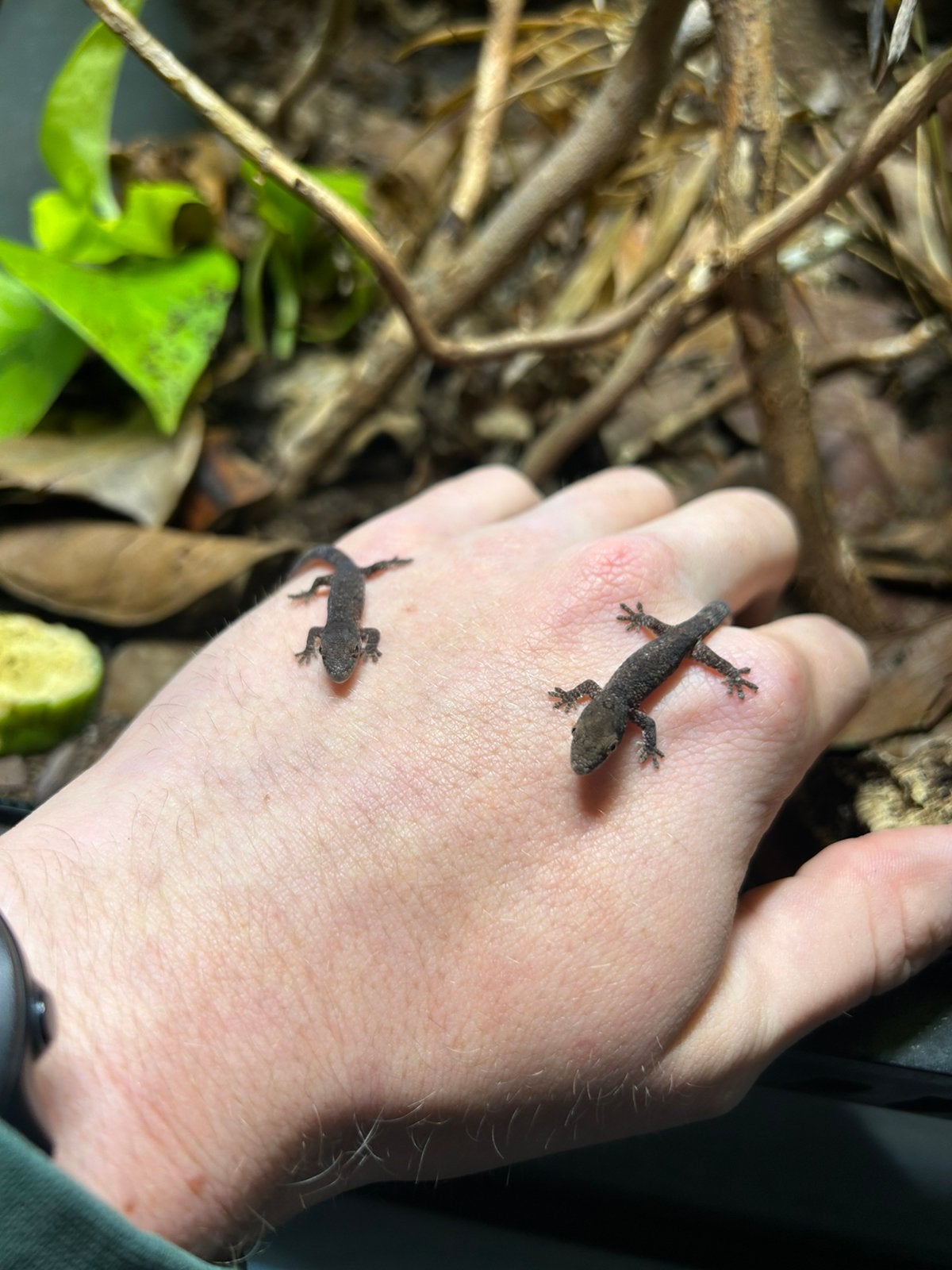 Chameleon gecko (Eurydactylodes agricolae), Dieren en Toebehoren, Hagedis, 0 tot 2 jaar