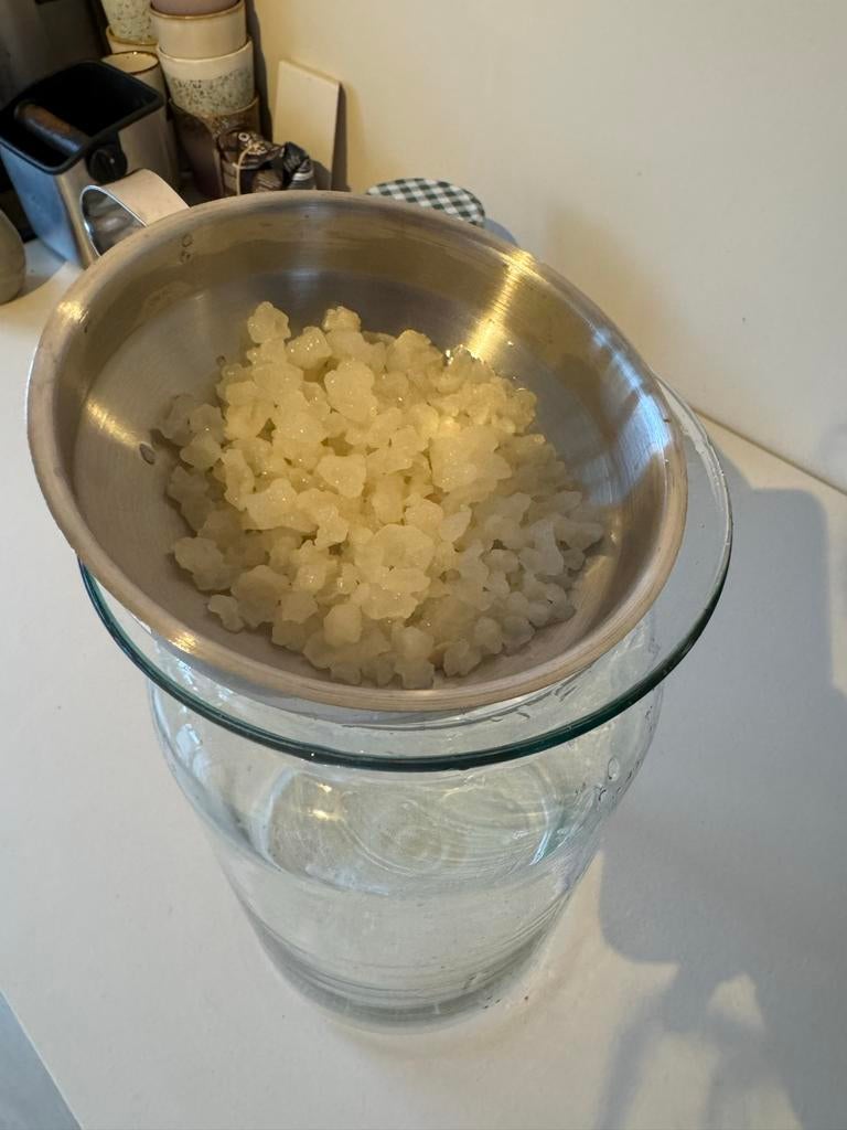 Waterkefir korrels, Diversen, Levensmiddelen, Ophalen of Verzenden