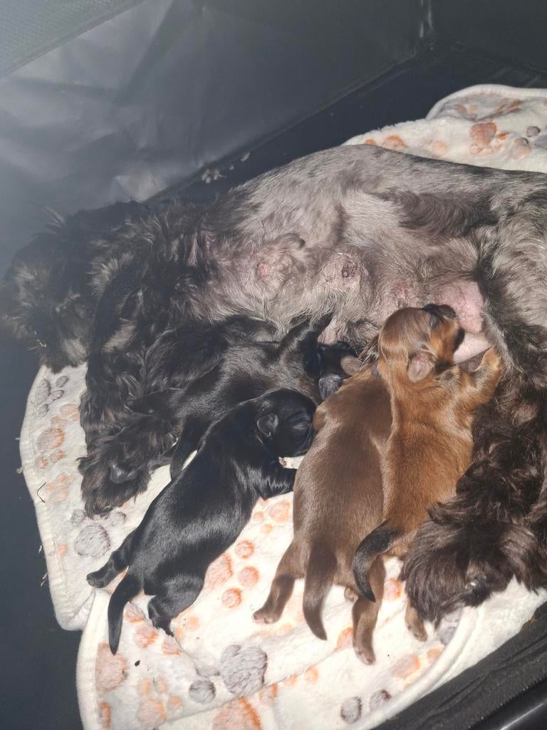 shihtzu pups pas geboren, Dieren en Toebehoren, Parvo, 8 tot 15 weken, Meerdere, Nederland