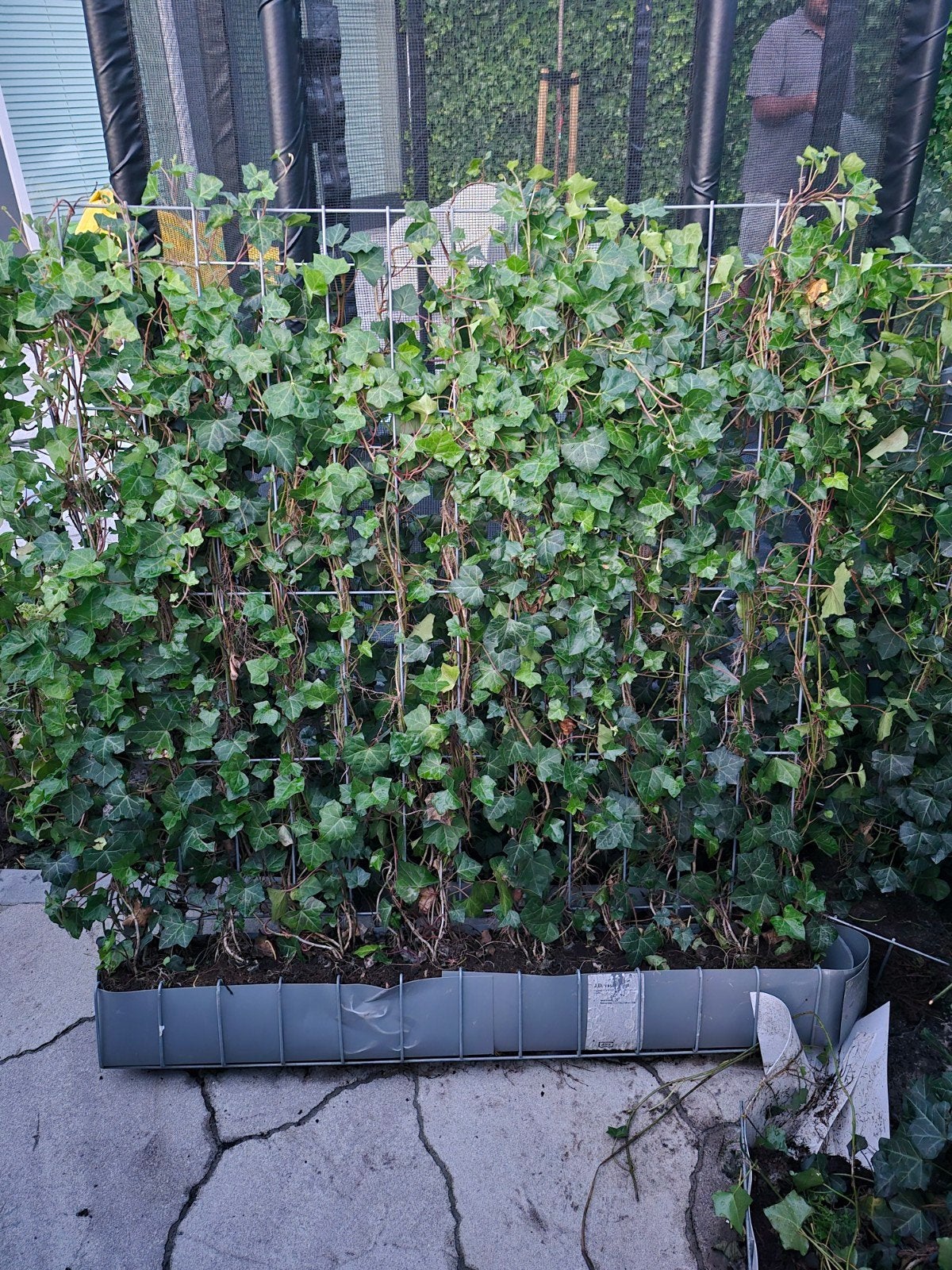 Spoed! Hedera kant en klaar Haag, Ophalen, Overige soorten, Haag, 100 tot 250 cm