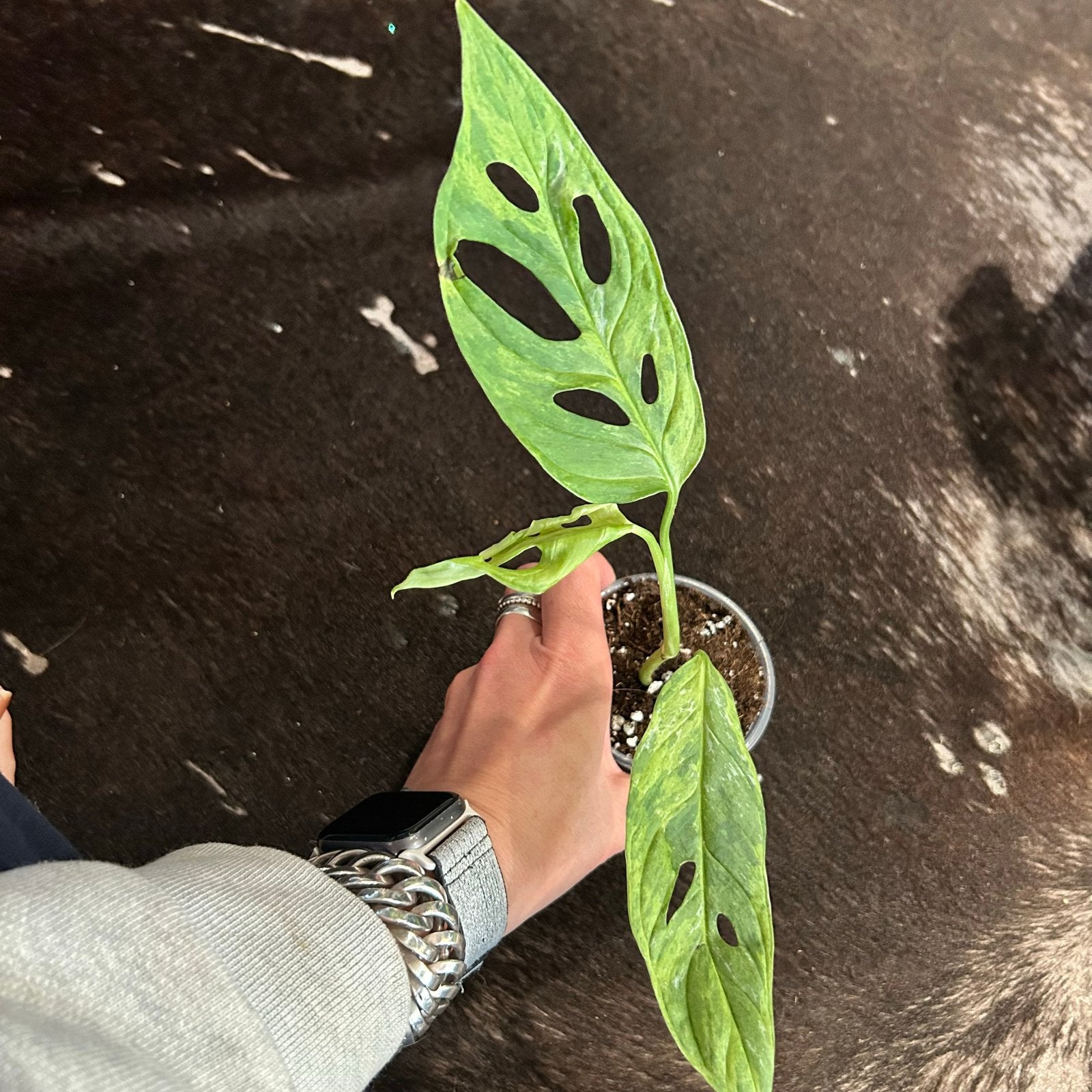 Monstera Adansonii Indonesian Marble Variegata, Ophalen of Verzenden, Halfschaduw, Minder dan 100 cm