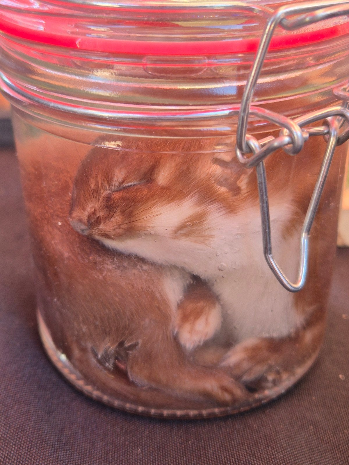 Te koop: wezeltje op sterk water, Verzamelen, Dierenverzamelingen, Ophalen of Verzenden, Nieuw, Wild dier, Beeldje of Figuurtje