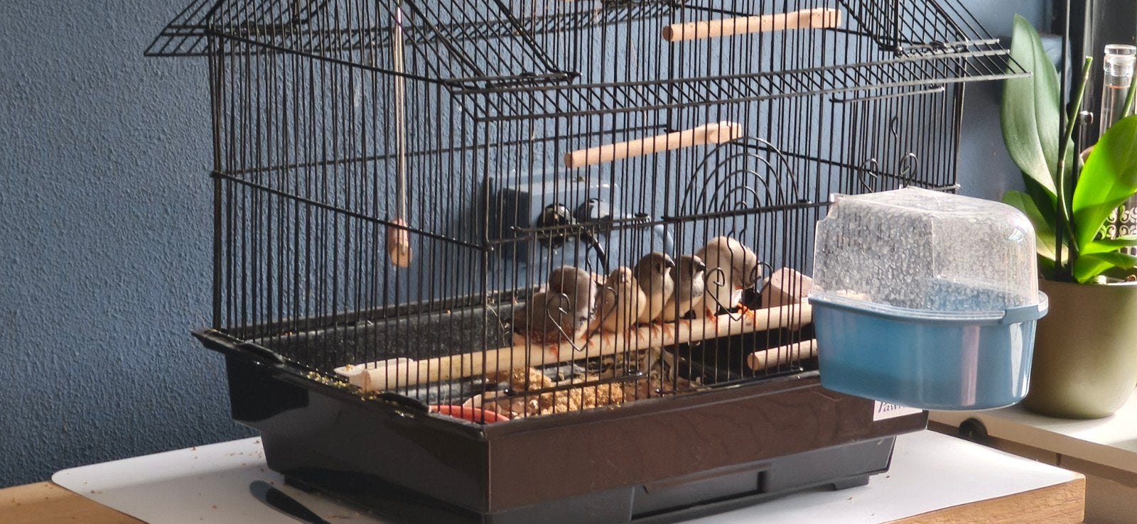 Jonge zebravinken, eigen kweek, Dieren en Toebehoren, Meerdere dieren, Tropenvogel