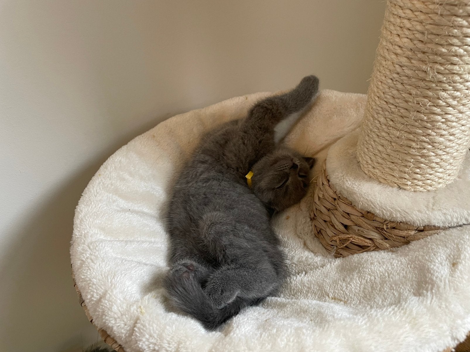 Britse korthaar kitten, gevaccineerd en mag weg, Meerdere dieren, Ontwormd